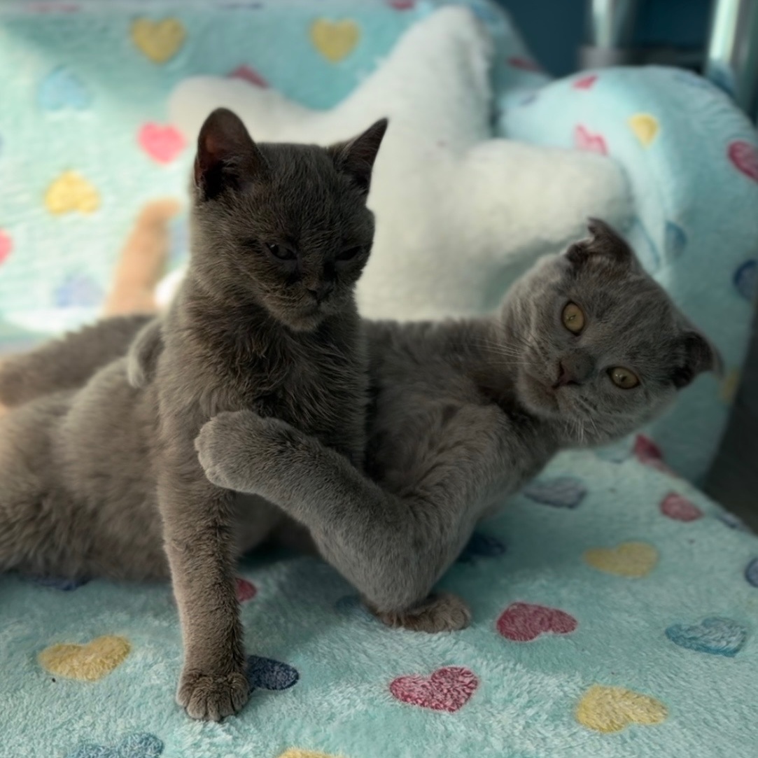 Spaghettio ***Special Needs / Bonded to Uh Oh***