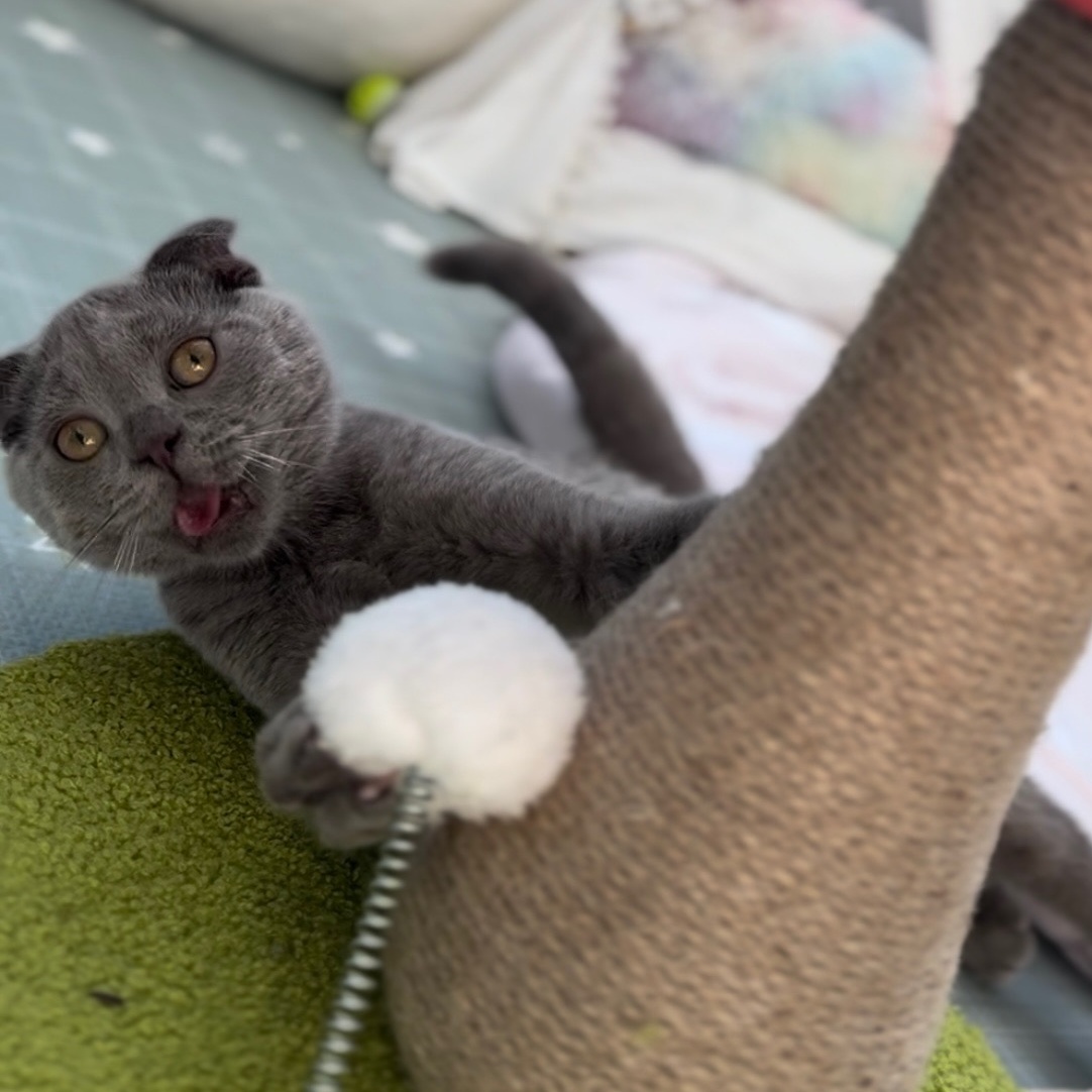 Spaghettio ***Special Needs / Bonded to Uh Oh***, a Adoptable Scottish Fold in Garden Grove, CA image 3/6