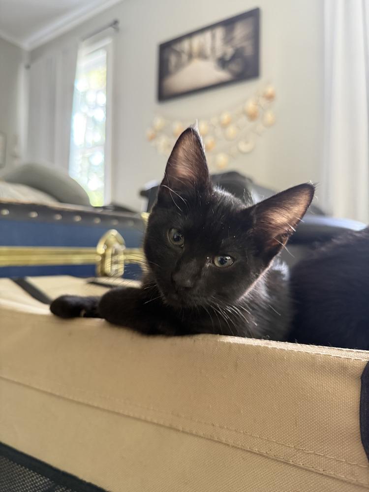 Enlarge Chili, a Adoptable Domestic Short Hair in Bossier City, LA image 1/1
