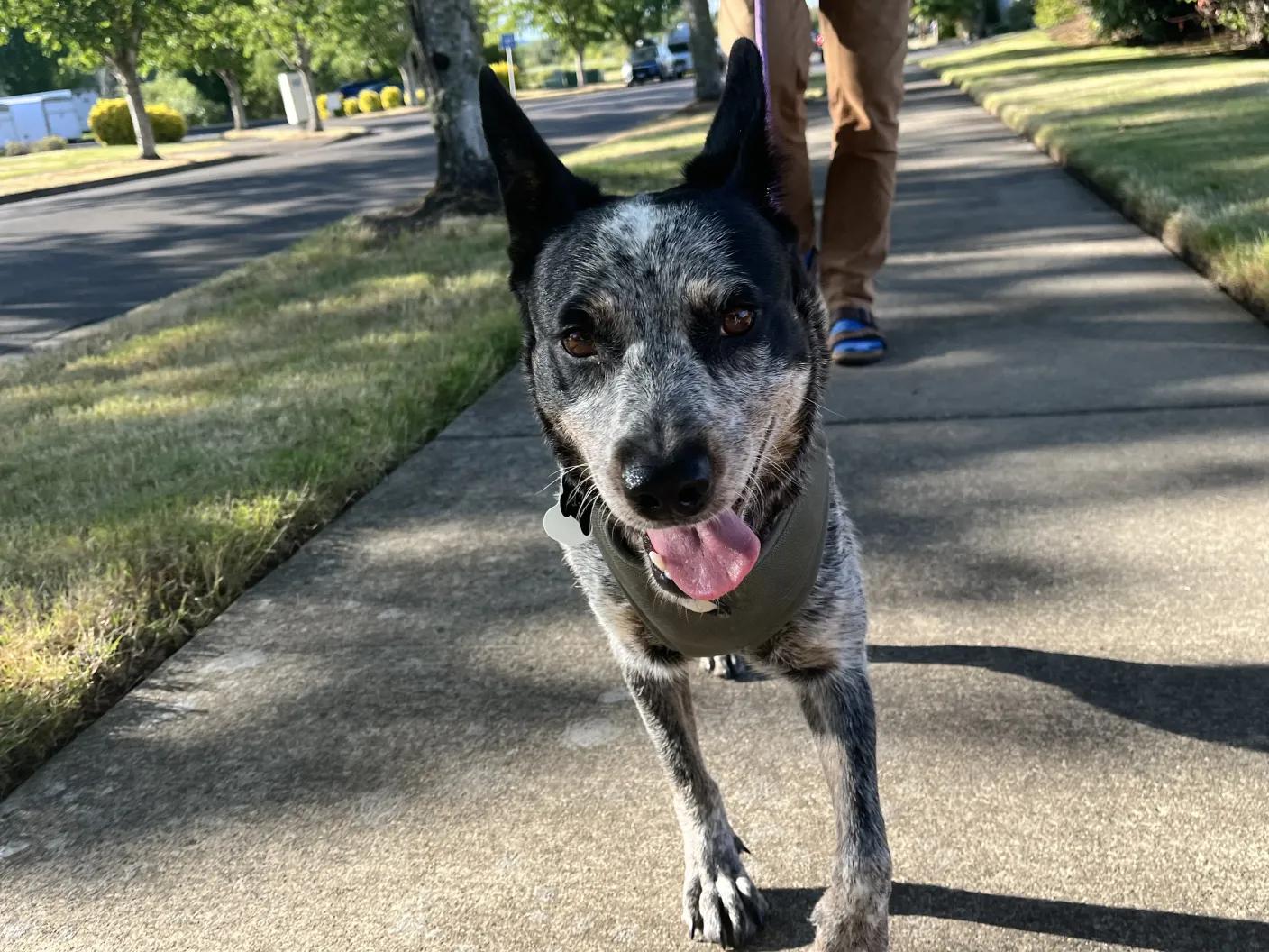 Fiddle (Corvallis, OR), an adopted mixed breed in Corvallis, OR image 2/6