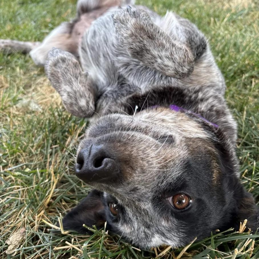 Fiddle (Corvallis, OR), an adopted mixed breed in Corvallis, OR image 4/6