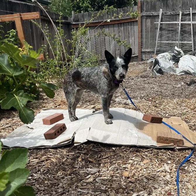 Fiddle (Corvallis, OR), an adopted mixed breed in Corvallis, OR image 3/6