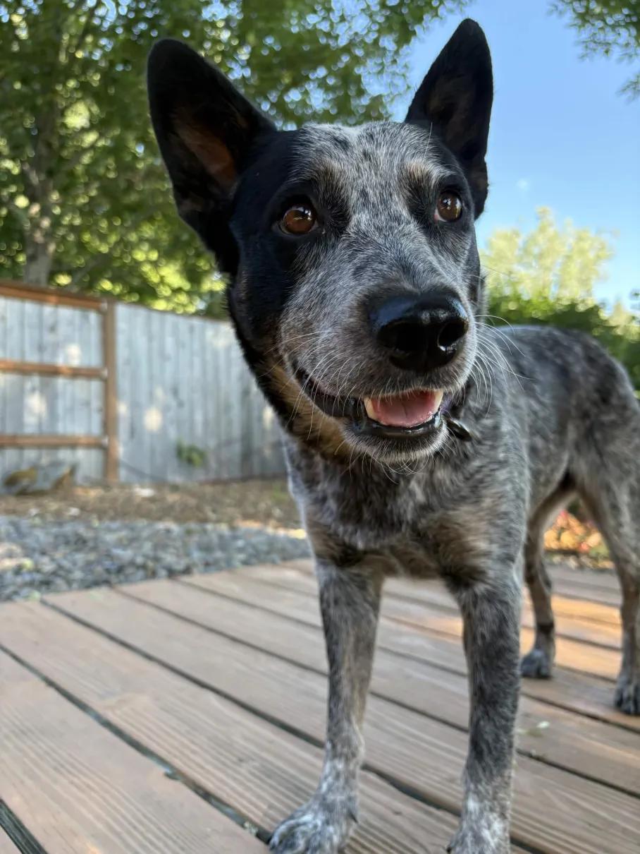 Fiddle (Corvallis, OR), an adopted mixed breed in Corvallis, OR image 5/6