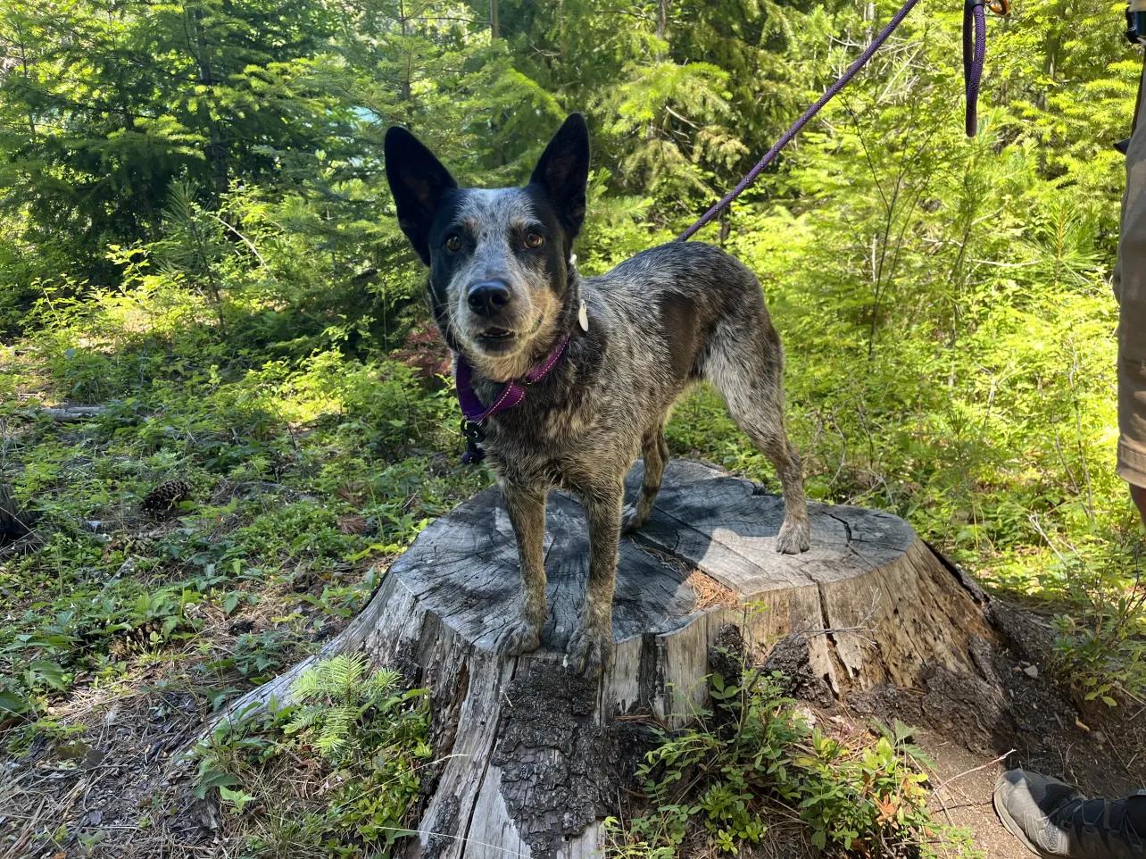 Fiddle (Corvallis, OR), adopted, Adult Female Australian Cattle Dog / Blue Heeler & Cattle Dog.