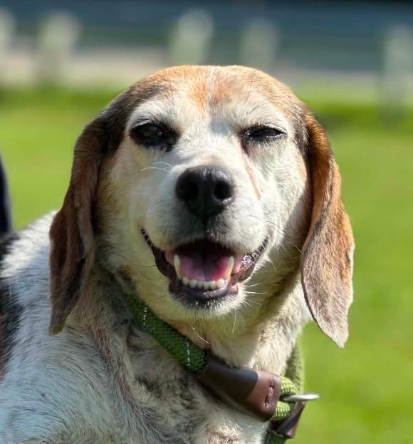Cookie, ADOPTABLE, Senior Female Beagle.