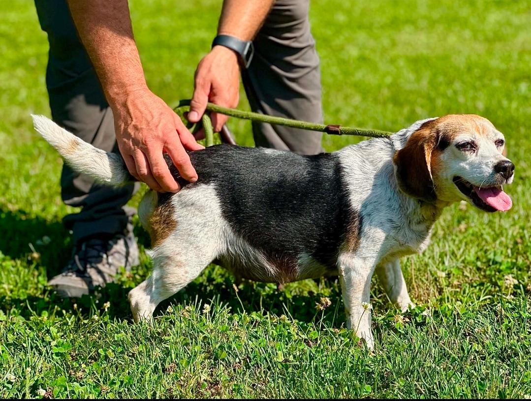 Enlarge Cookie, a ADOPTABLE Beagle in Millfield, OH image 3/3