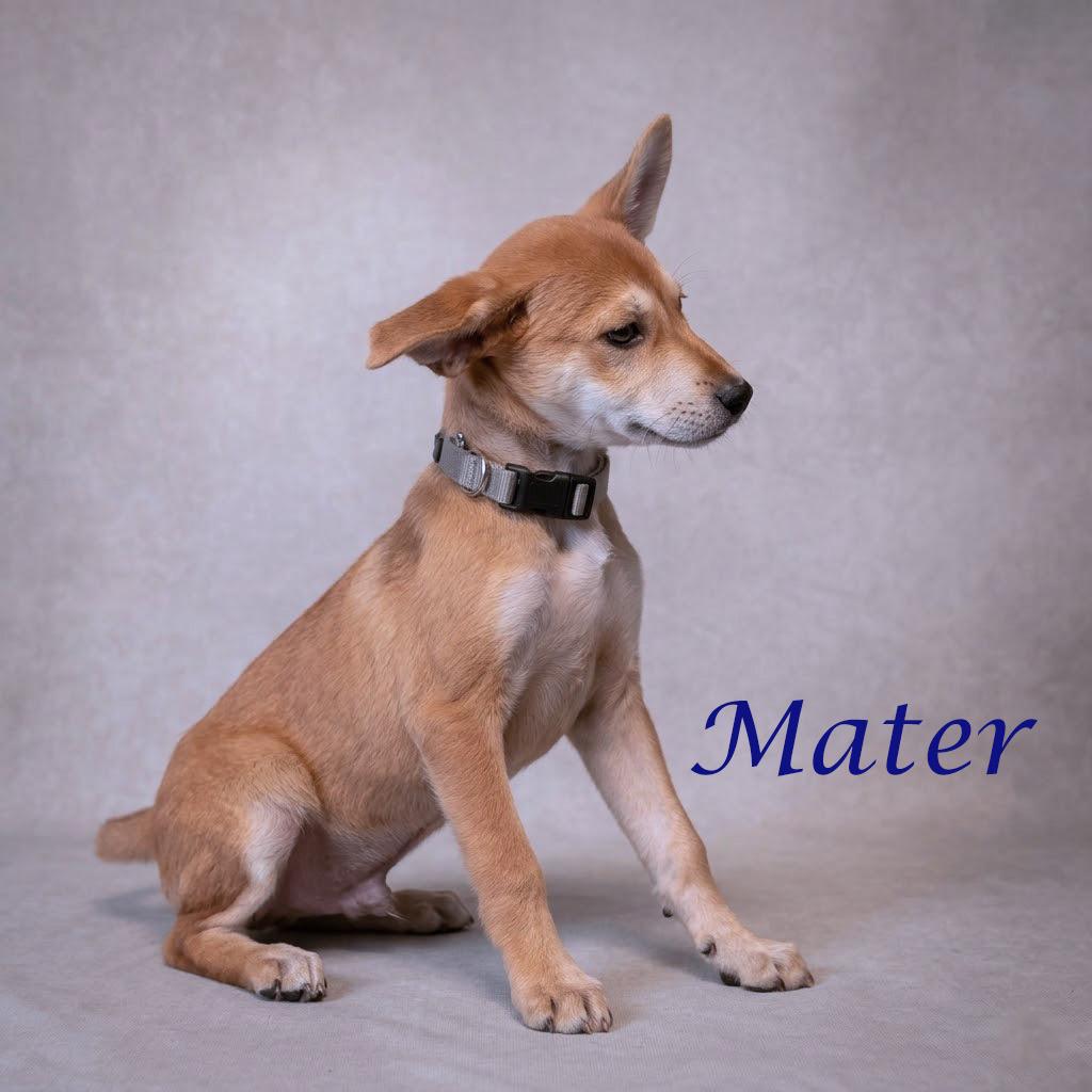 Mater D26-080, Adoptable, Puppy Male Beagle & Husky.