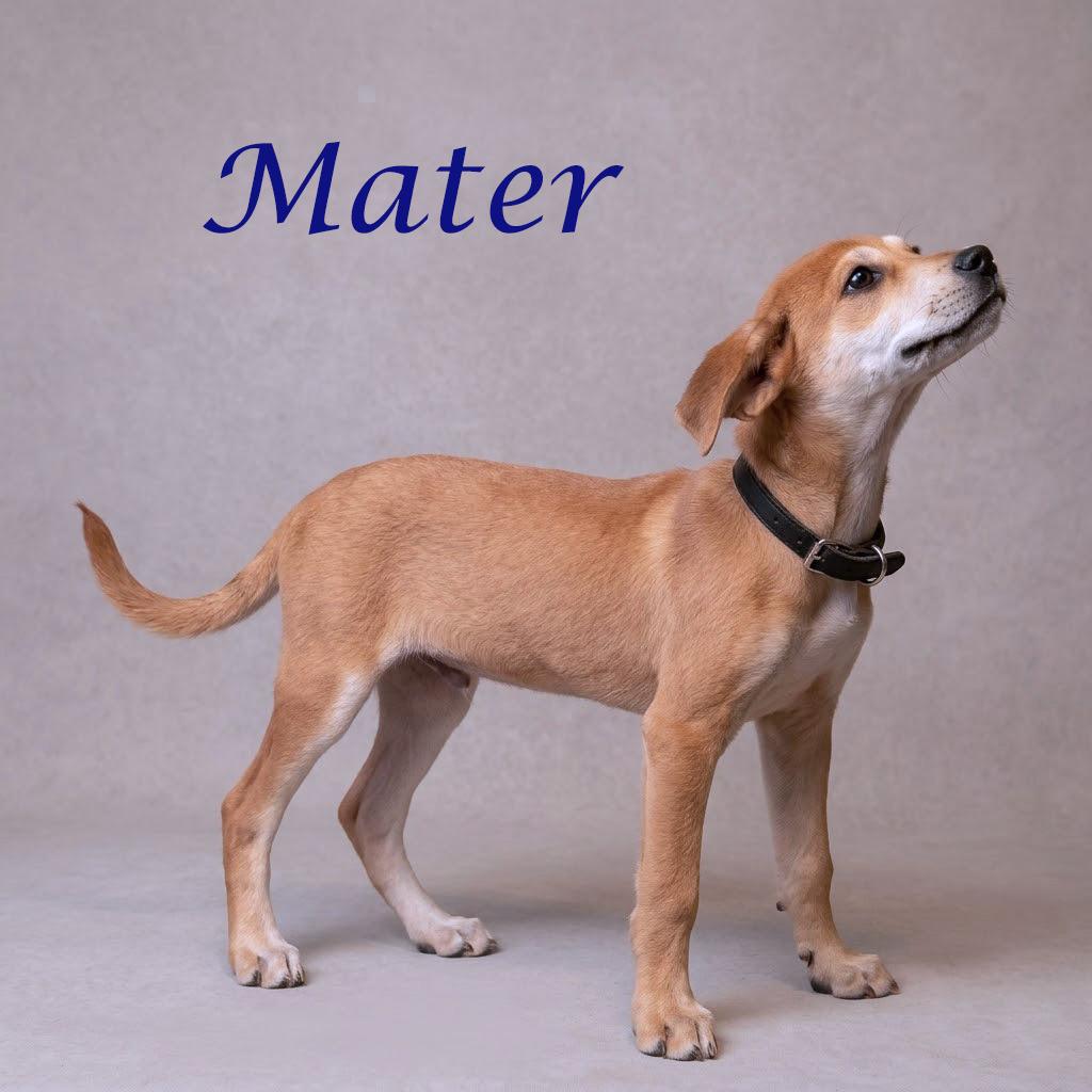 Enlarge Mater D26-080, a Adoptable mixed breed in Lebanon, TN image 2/6