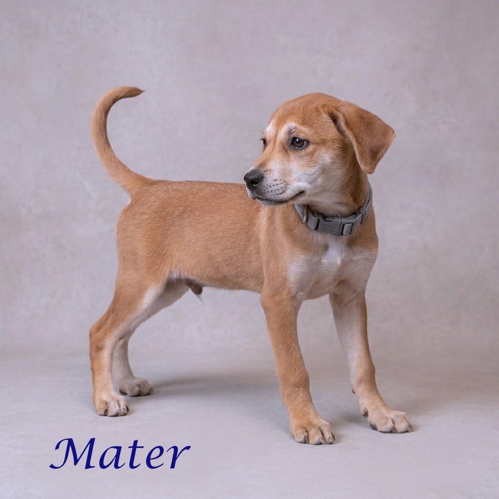 Enlarge Mater D26-080, a Adoptable mixed breed in Lebanon, TN image 3/6