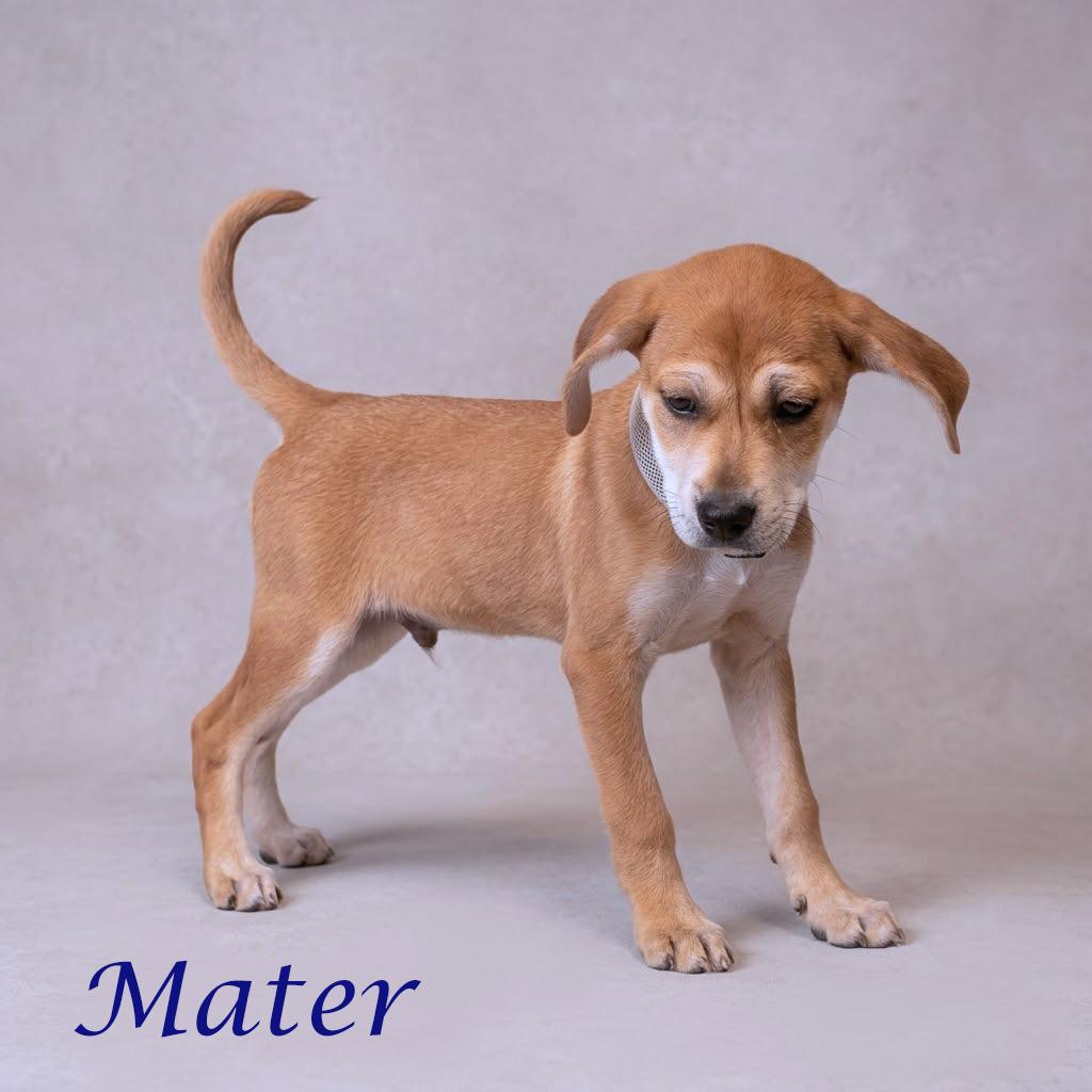 Enlarge Mater D26-080, a Adoptable mixed breed in Lebanon, TN image 4/6