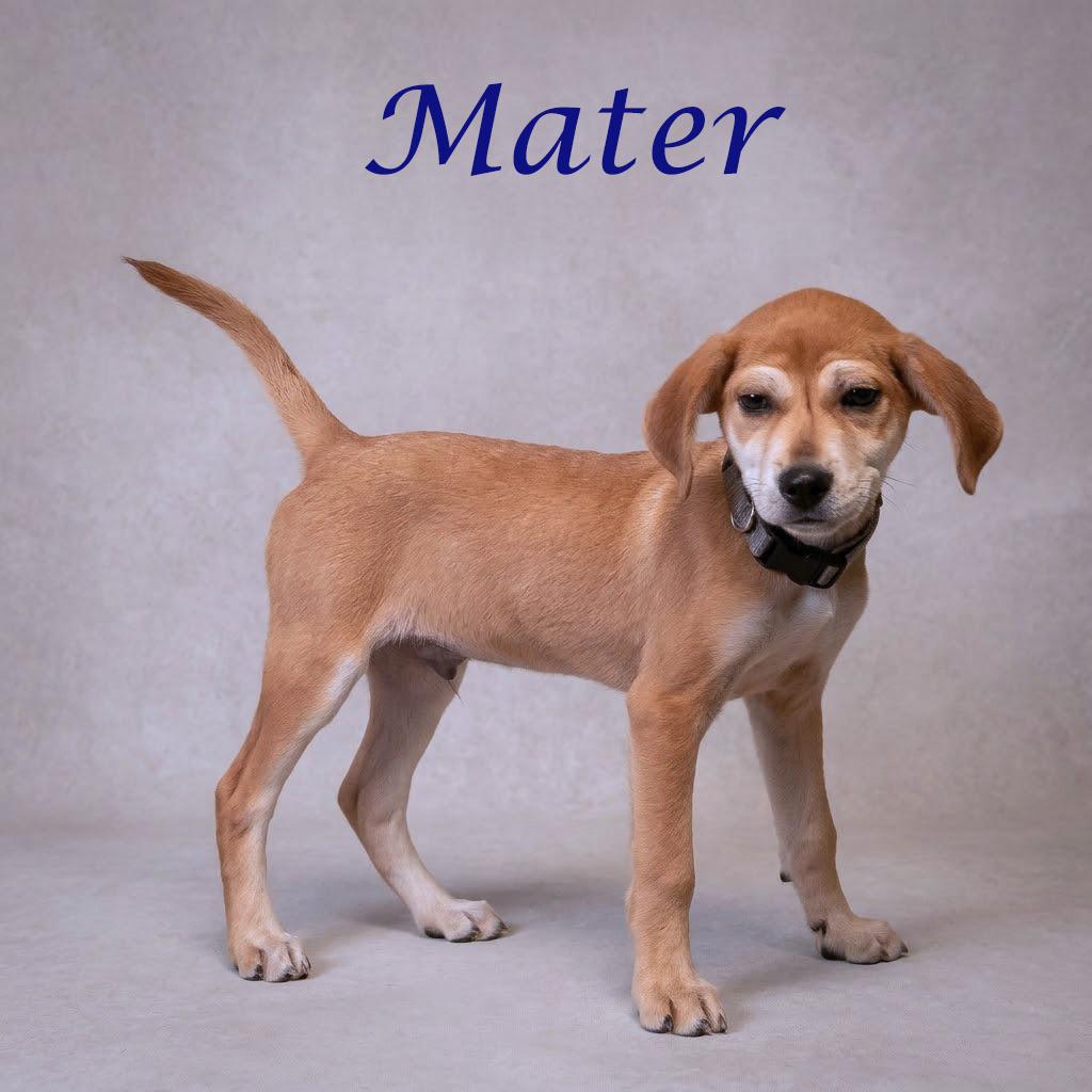 Enlarge Mater D26-080, a Adoptable mixed breed in Lebanon, TN image 6/6