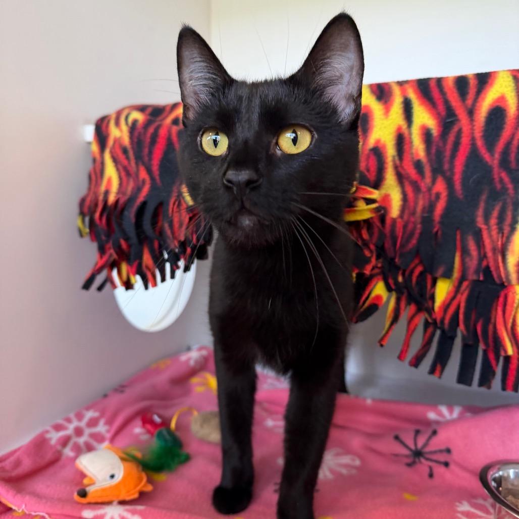 Earl, Adoptable, Adult Male Domestic Short Hair.