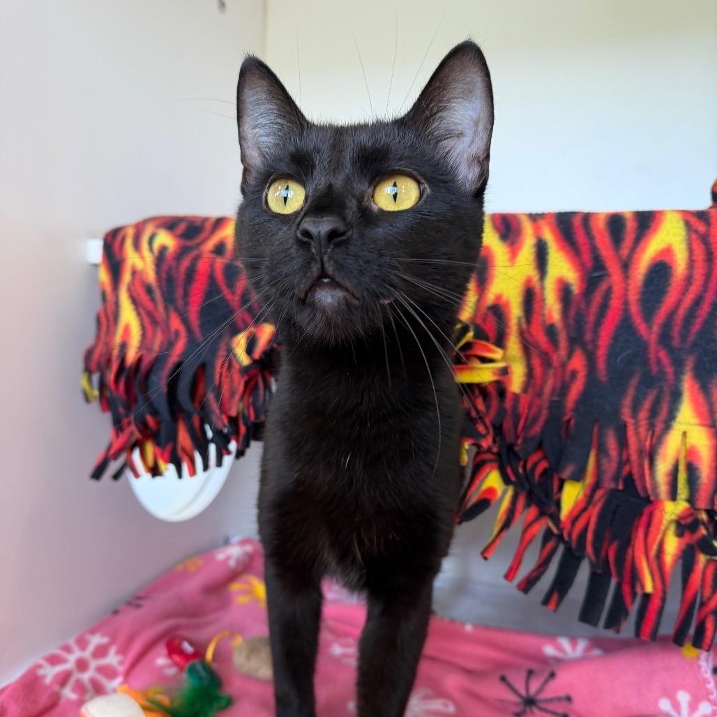Earl, a Adoptable Domestic Short Hair in Council Bluffs, IA image 2/3