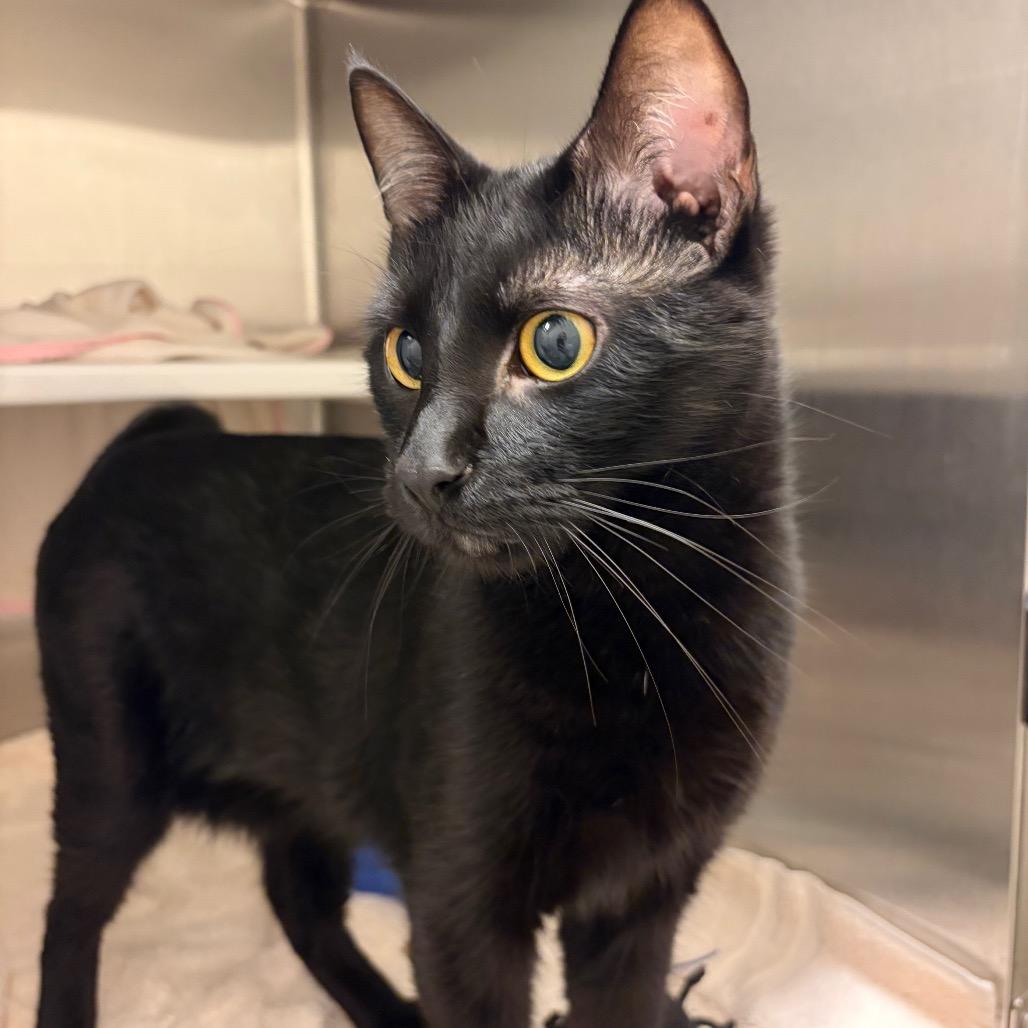 Earl, a Adoptable Domestic Short Hair in Council Bluffs, IA image 3/3