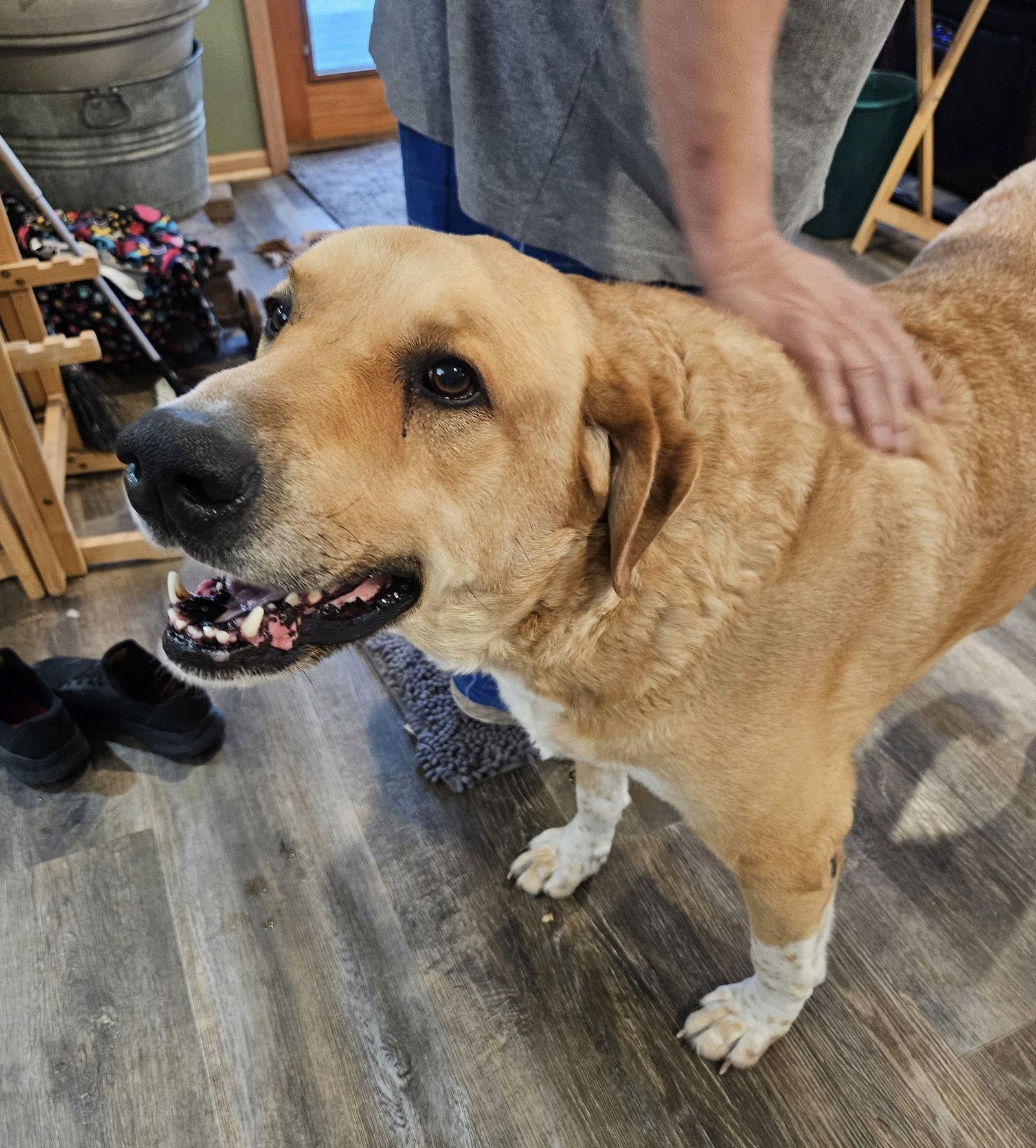 Enlarge Sam D6152, a Adoptable Labrador Retriever in minneapolis, MN image 1/3
