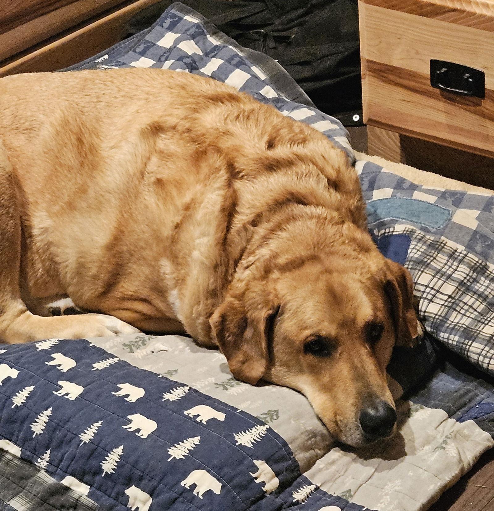 Enlarge Sam D6152, a Adoptable Labrador Retriever in minneapolis, MN image 2/3
