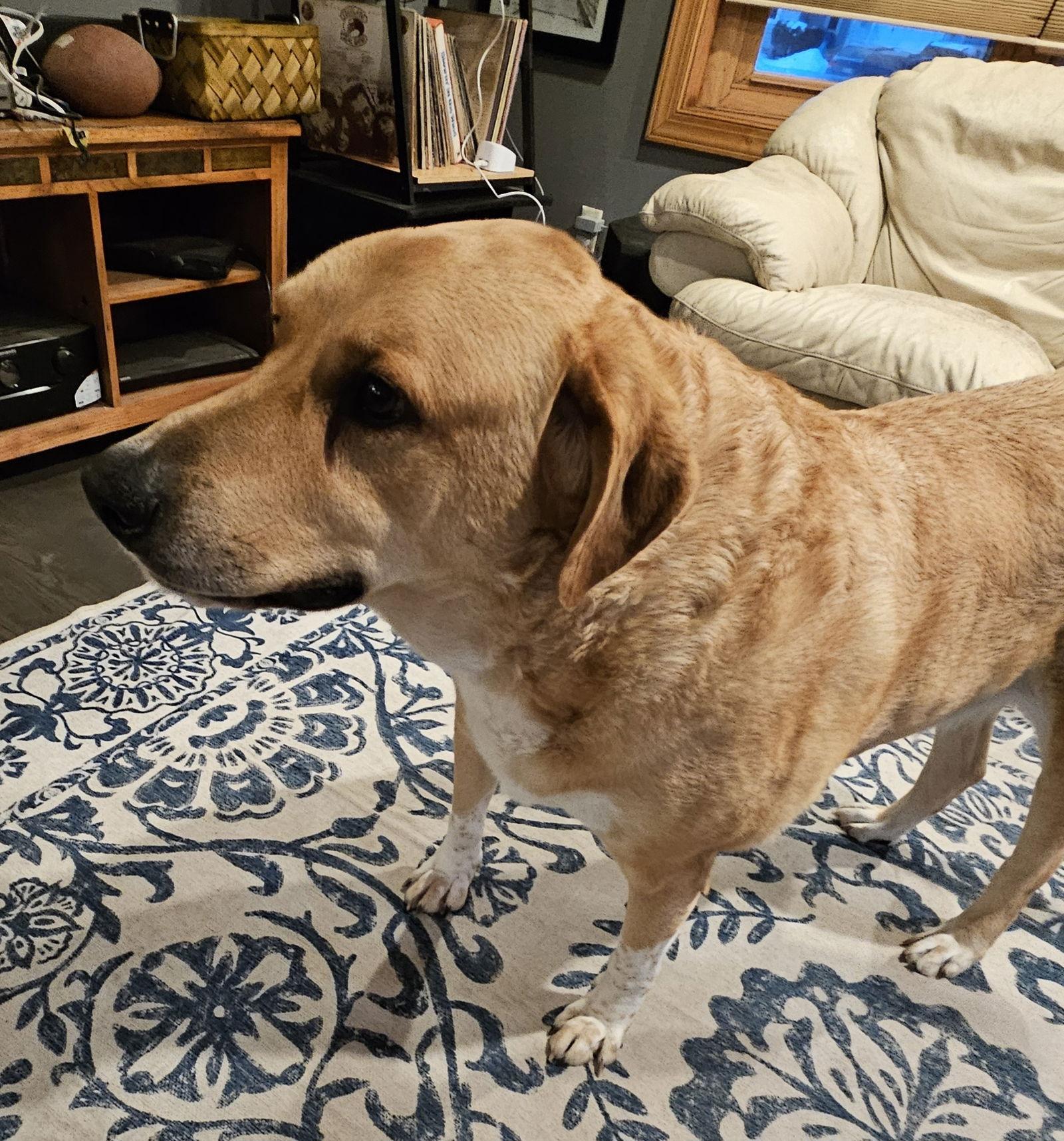 Enlarge Sam D6152, a Adoptable Labrador Retriever in minneapolis, MN image 3/3