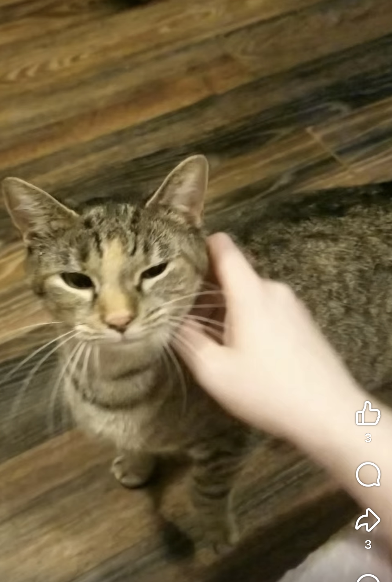 Sakura, Adoptable, Adult Female Tabby.