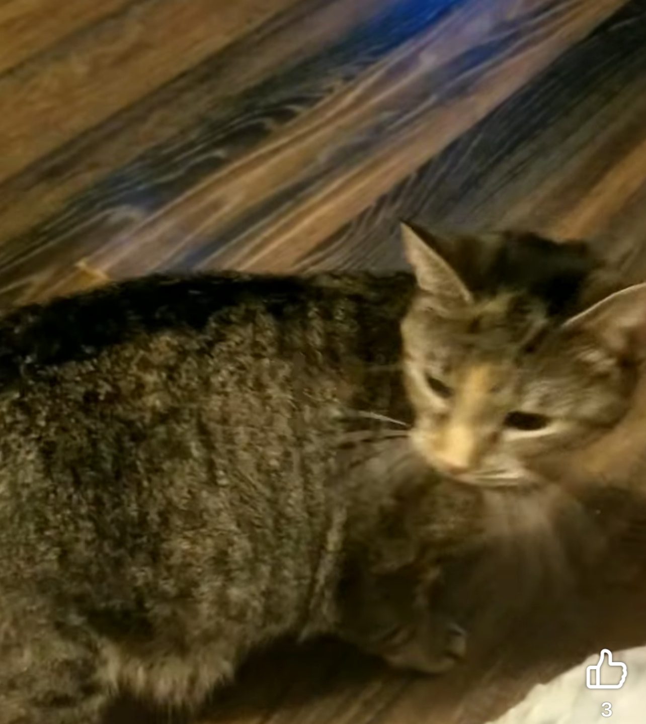 Sakura, a Adoptable Tabby in Creswell, NC image 2/2