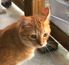 Rusty, a Adoptable Domestic Short Hair in Lago Vista, TX image 4/7