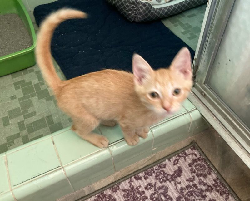 Rusty, a Adoptable Domestic Short Hair in Lago Vista, TX image 6/7