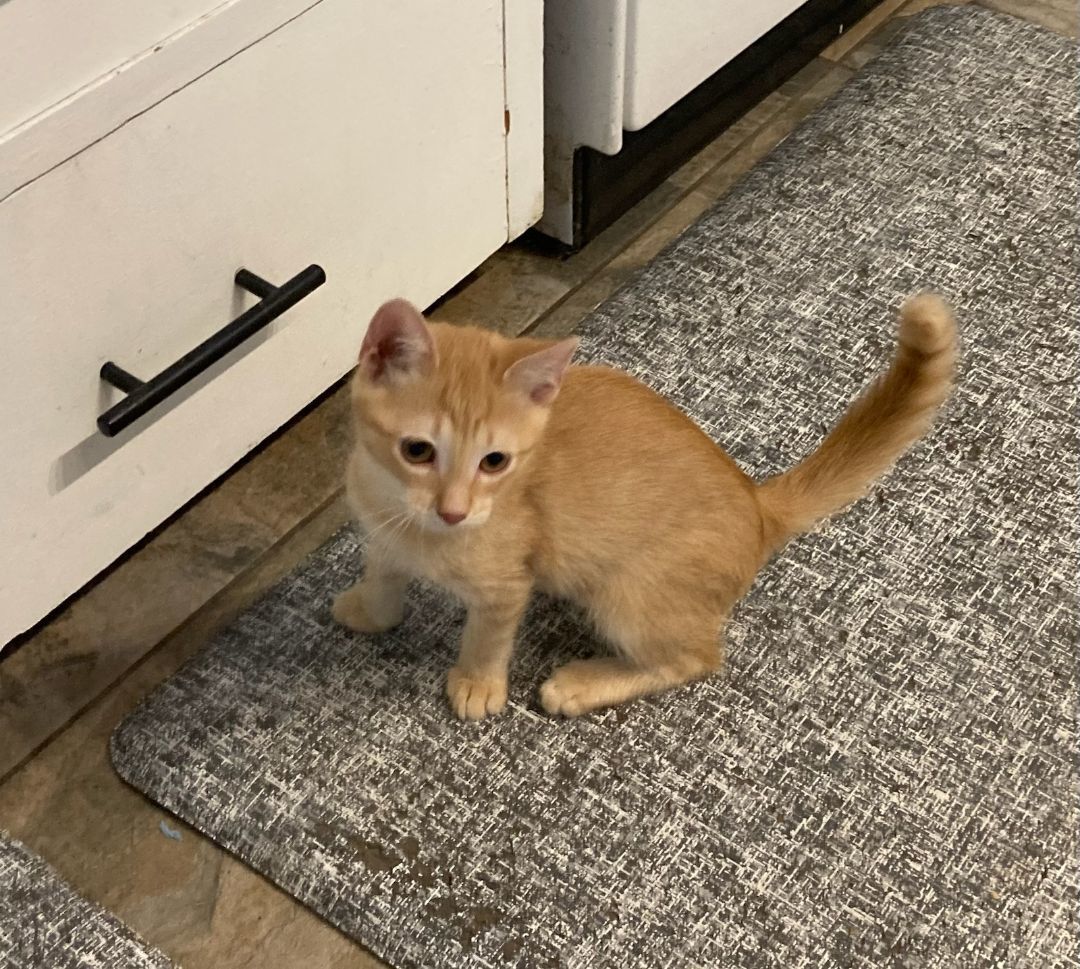 Enlarge Rusty, a Adoptable Domestic Short Hair in Lago Vista, TX image 7/7