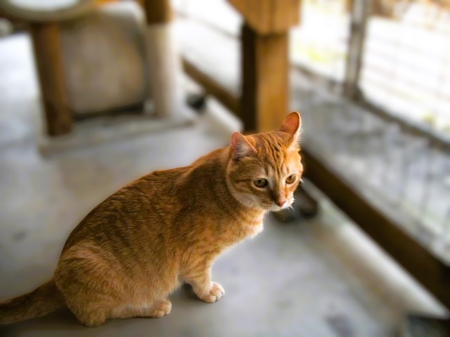 Rusty, a Adoptable Domestic Short Hair in Lago Vista, TX image 5/7