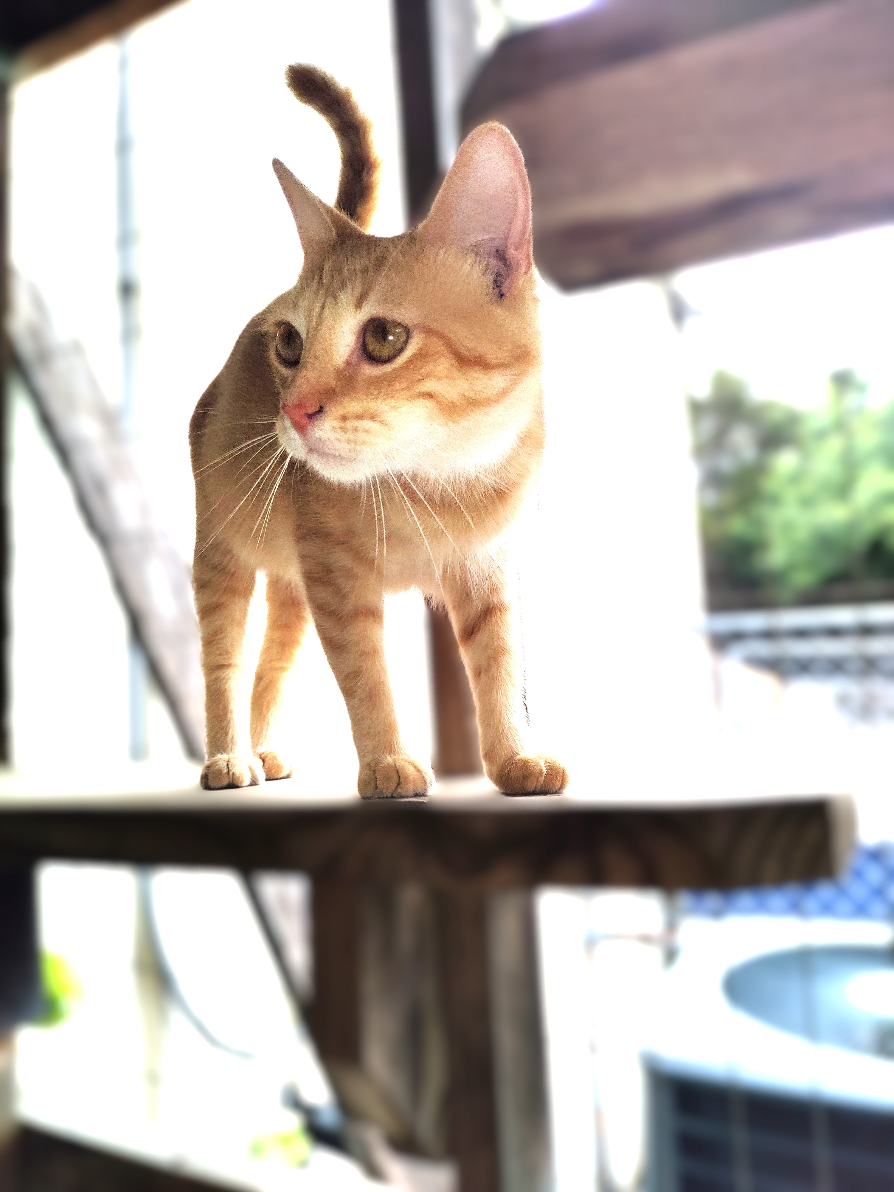 Rusty, Adoptable, Young Male Domestic Short Hair.