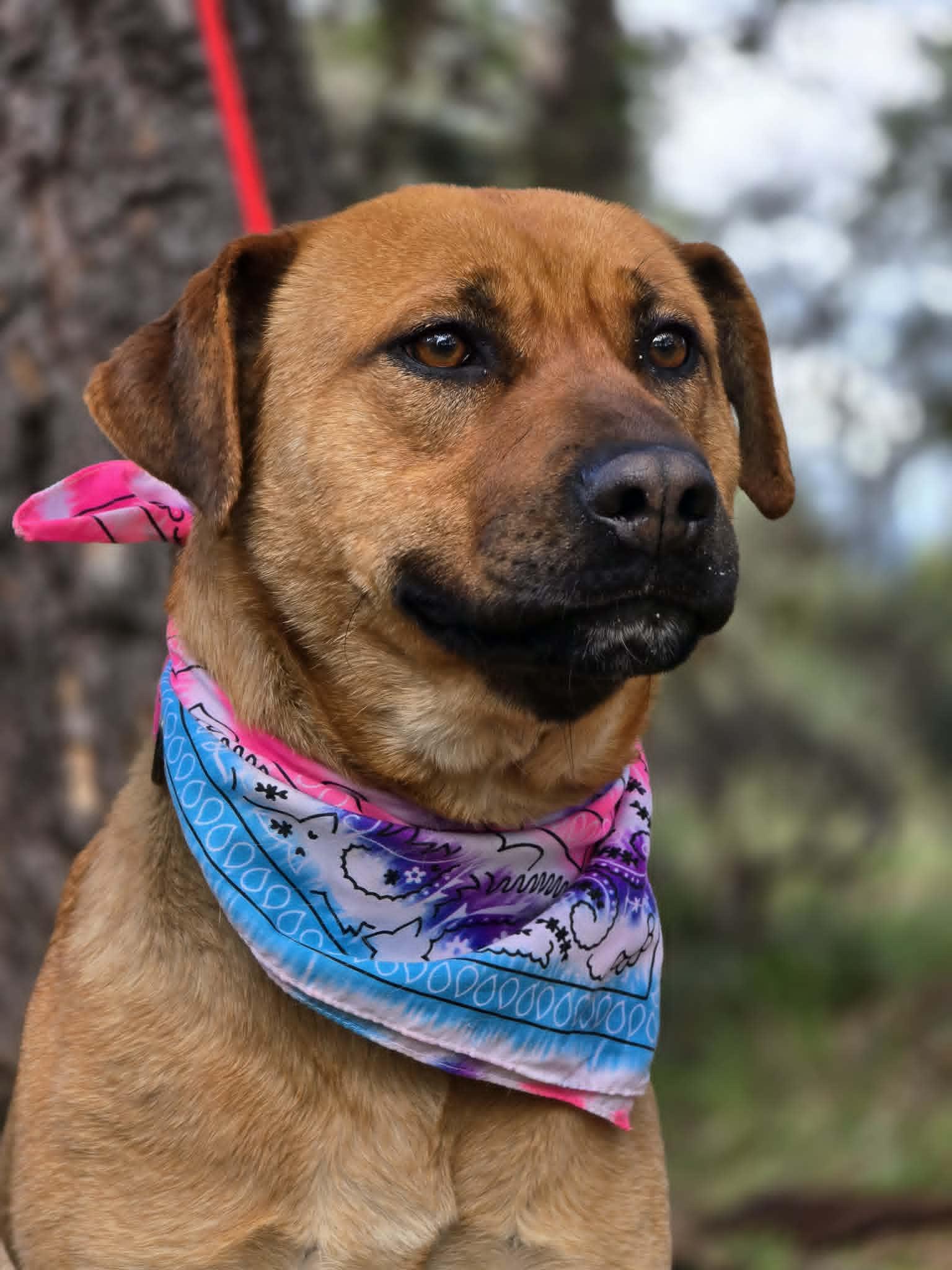 Enlarge Nala, a ADOPTABLE mixed breed in Grants Pass, OR image 3/4