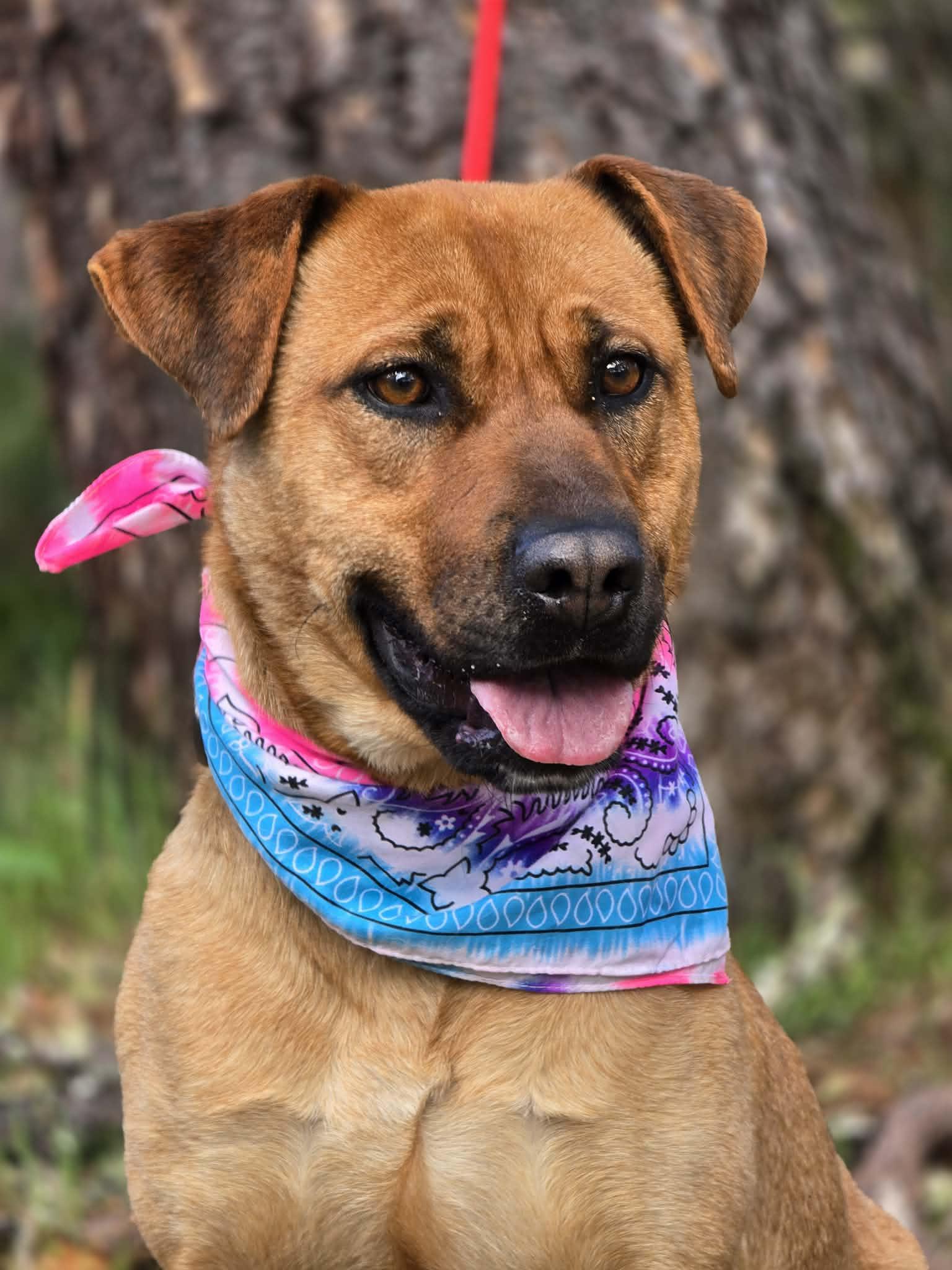 Enlarge Nala, a ADOPTABLE mixed breed in Grants Pass, OR image 2/4