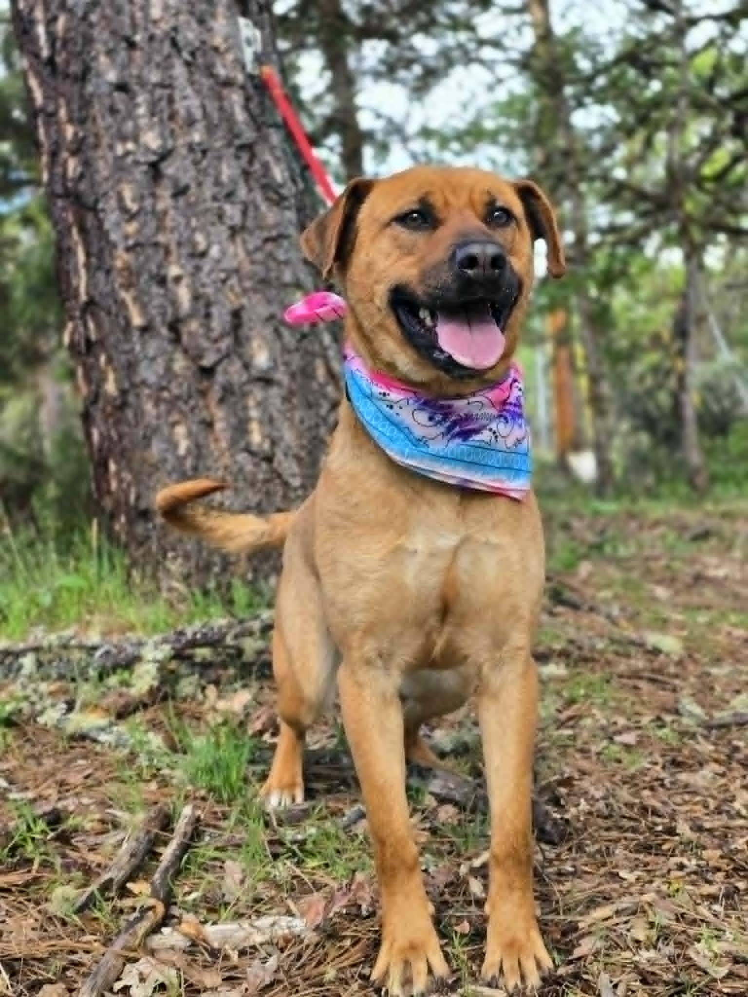 Enlarge Nala, a ADOPTABLE mixed breed in Grants Pass, OR image 4/4