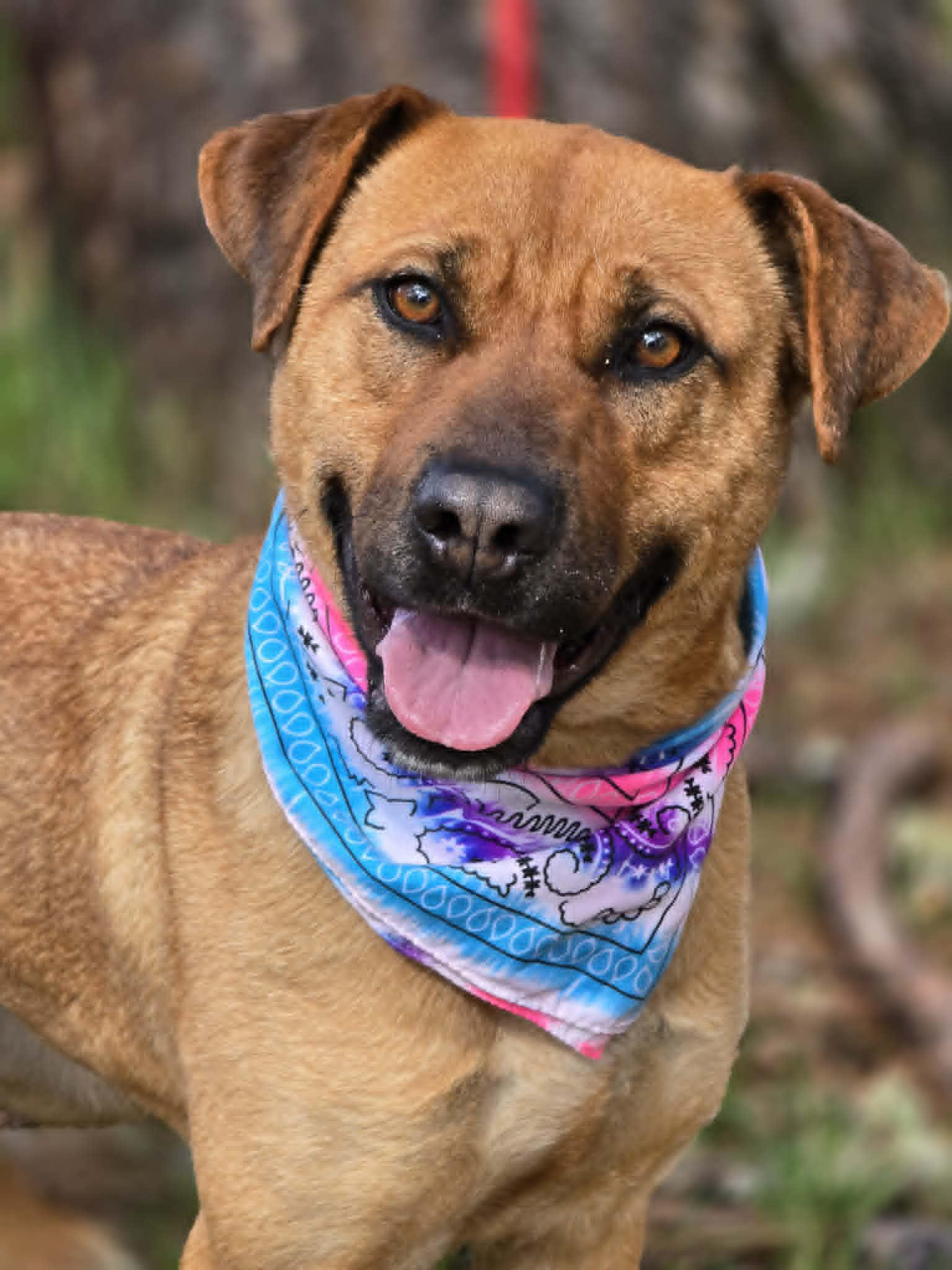 Nala, ADOPTABLE, Young Female Labrador Retriever & Shepherd.