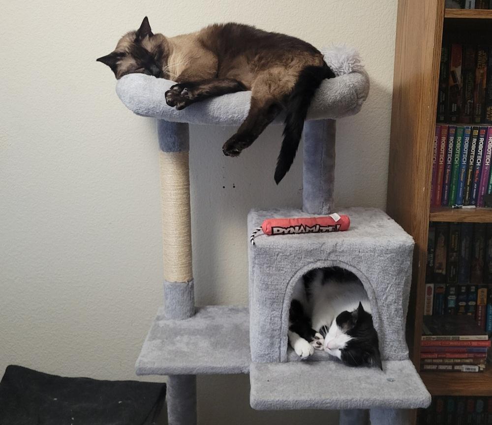 Brownie (adoption fee sponsored), Adoptable, Adult Male Siamese.