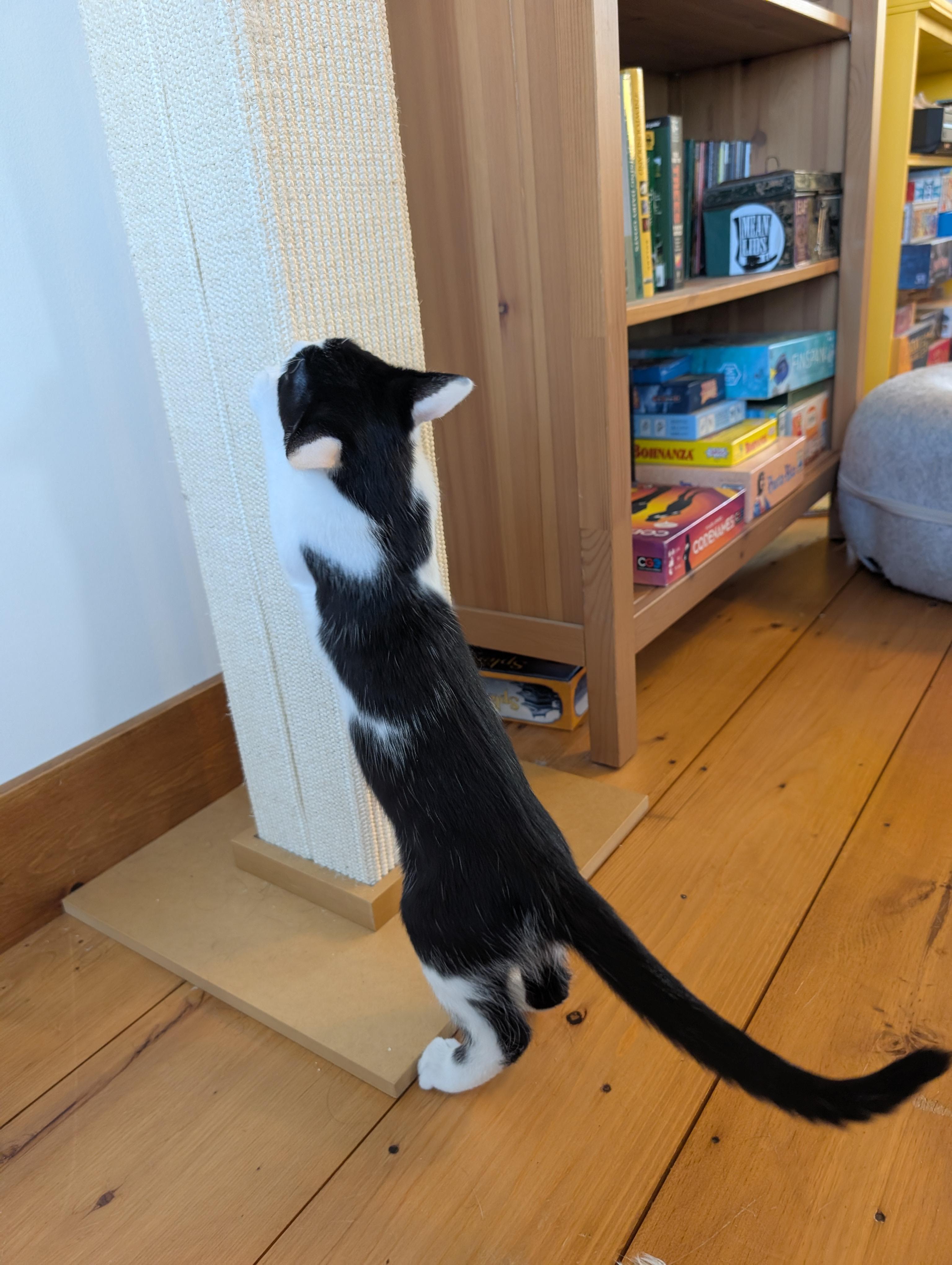Enlarge Escher, a Adopted Domestic Short Hair in Springfield, VT image 5/6