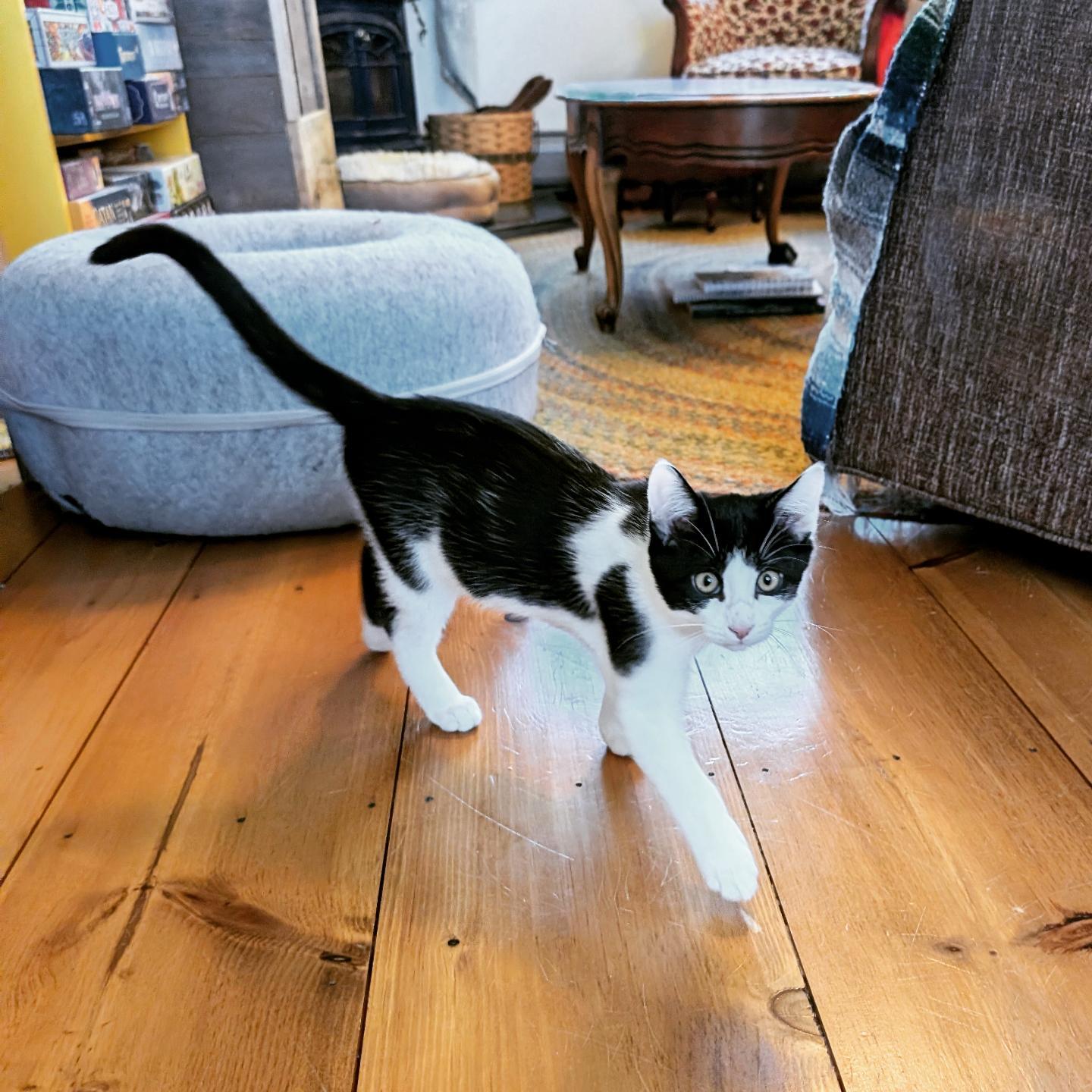 Enlarge Escher, a Adopted Domestic Short Hair in Springfield, VT image 4/6