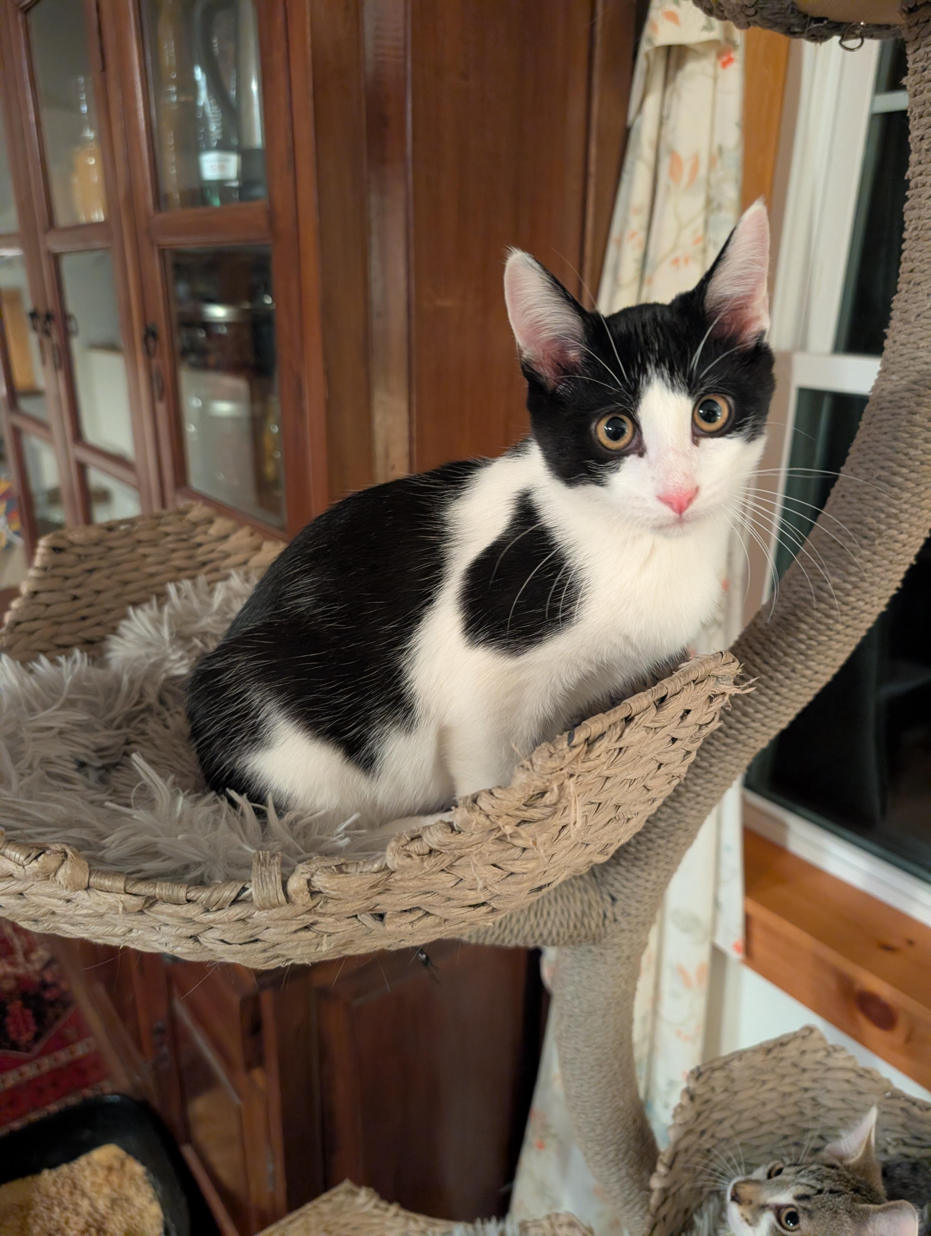 Enlarge Escher, a Adopted Domestic Short Hair in Springfield, VT image 2/6