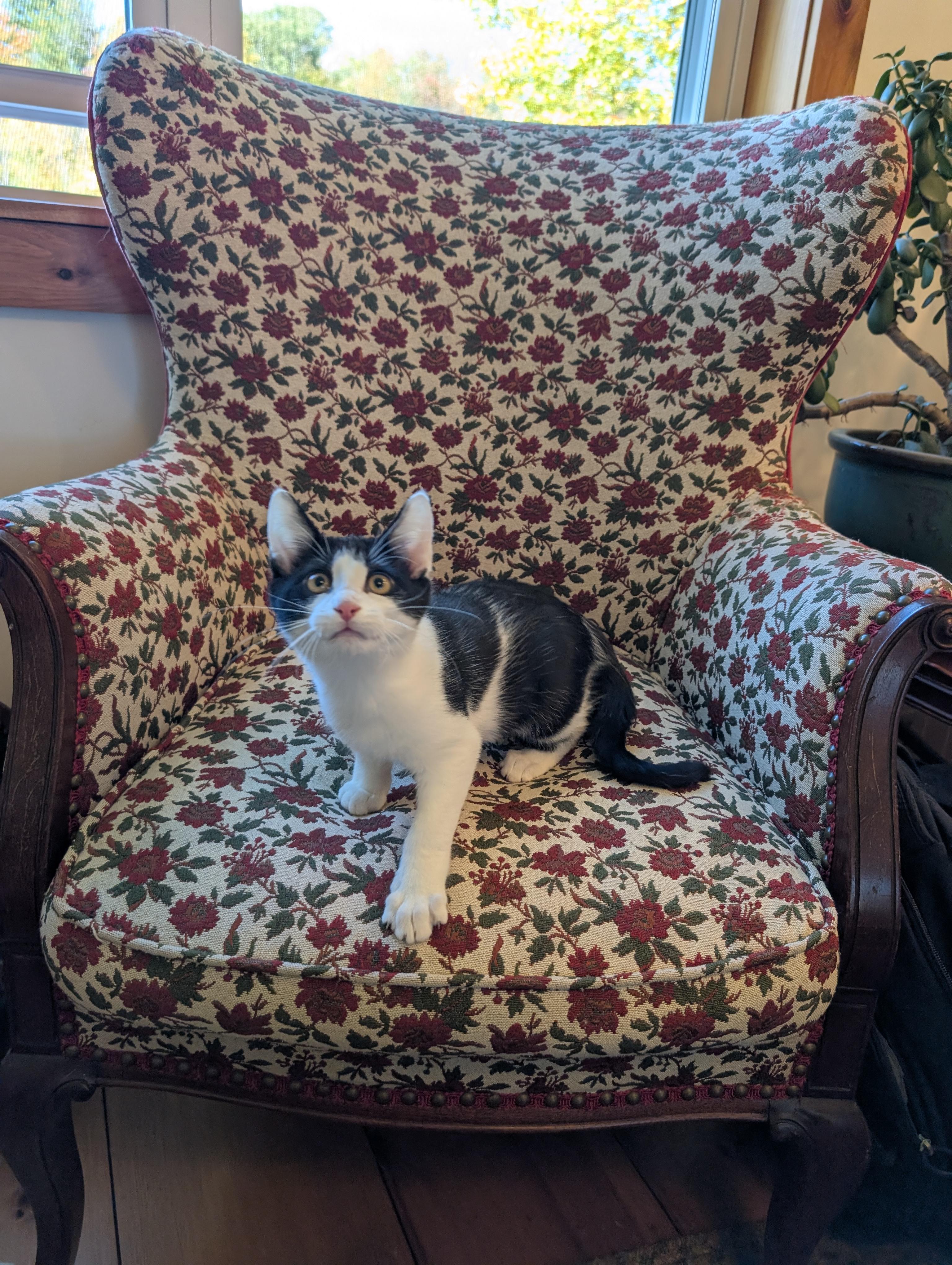 Enlarge Escher, a Adopted Domestic Short Hair in Springfield, VT image 6/6