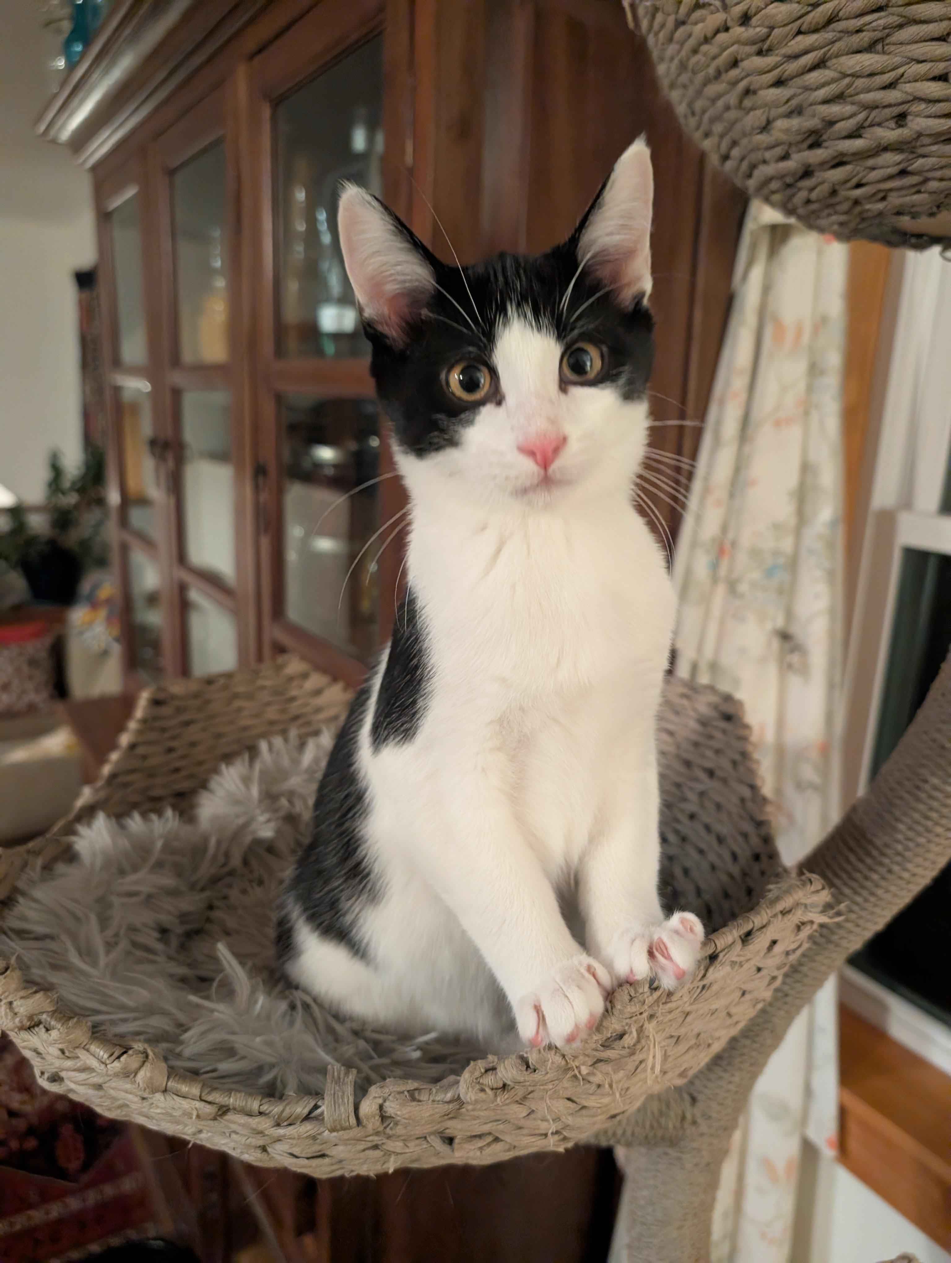 Escher, Adoptable, Young Male Domestic Short Hair.