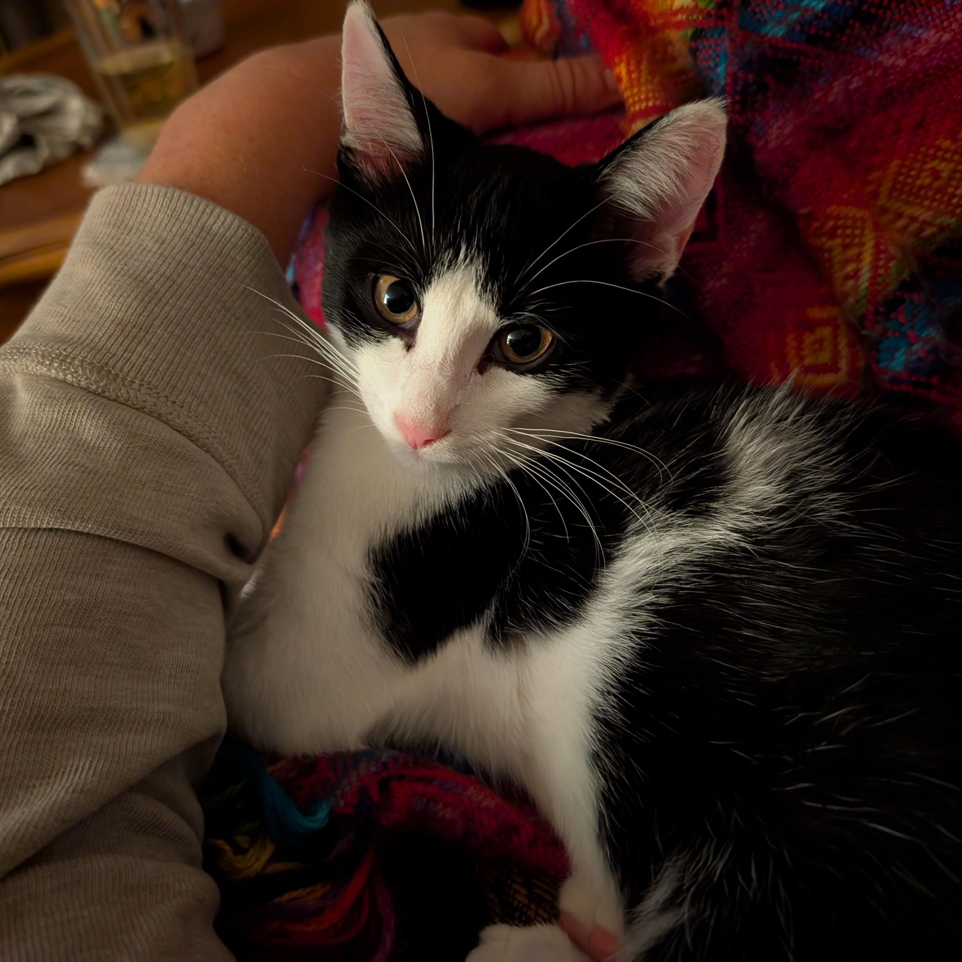 Enlarge Escher, a Adopted Domestic Short Hair in Springfield, VT image 3/6