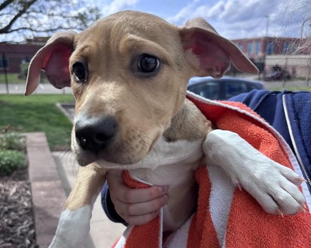 Enlarge CORALINE, a Adoptable mixed breed in Olathe, KS image 1/1