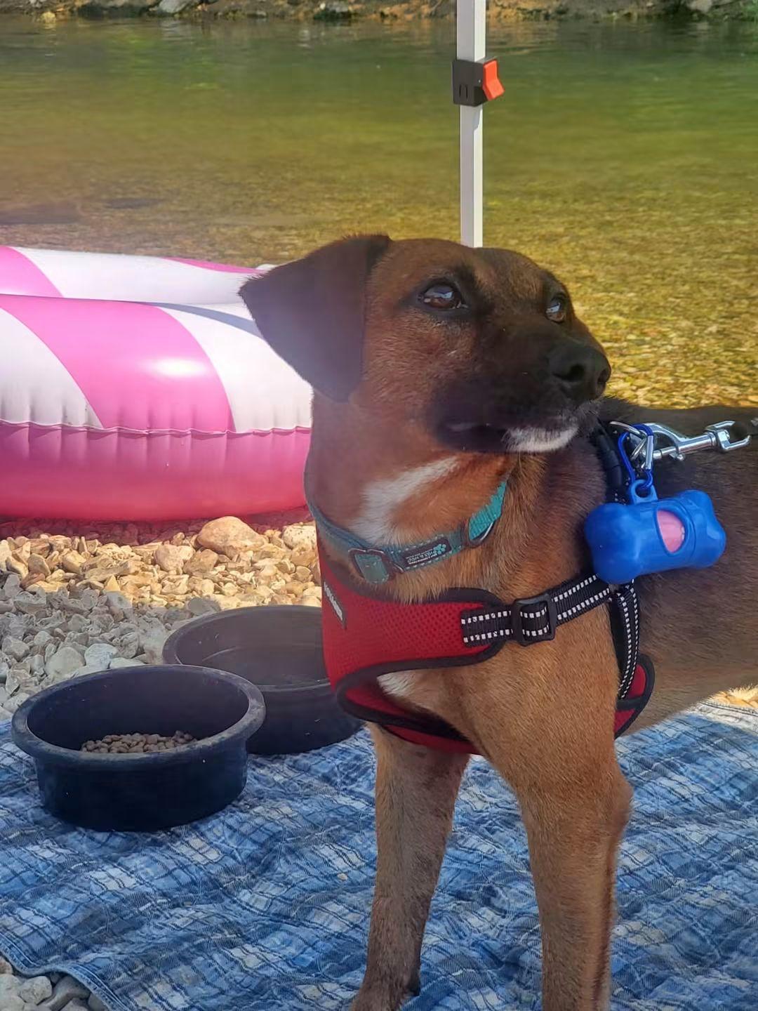 Enlarge Alvin, a Adoptable Mixed Breed in Glenpool, OK image 2/3