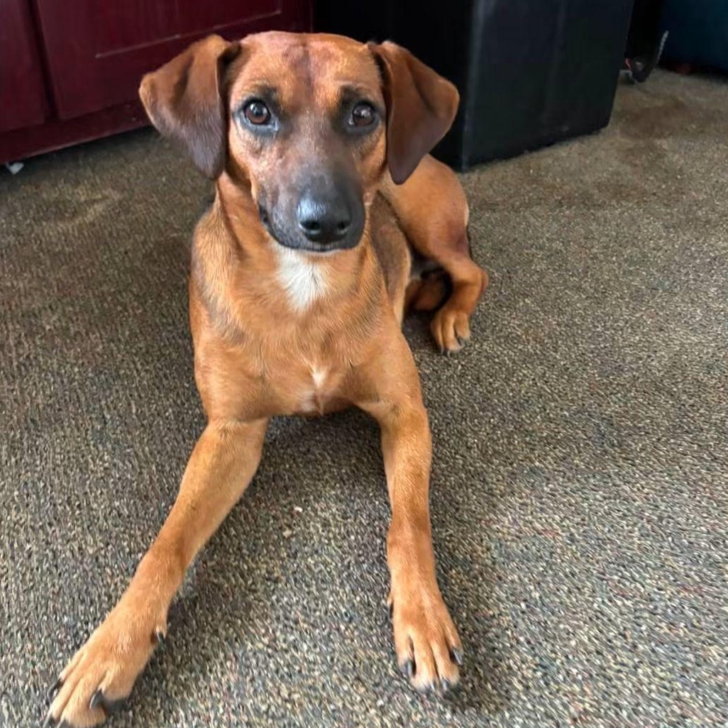 Alvin, Adoptable, Adult Male Mixed Breed.
