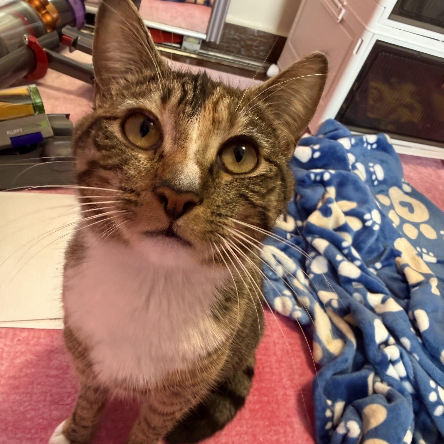 Olive, an adopted Domestic Short Hair in Astoria, NY image 5/5