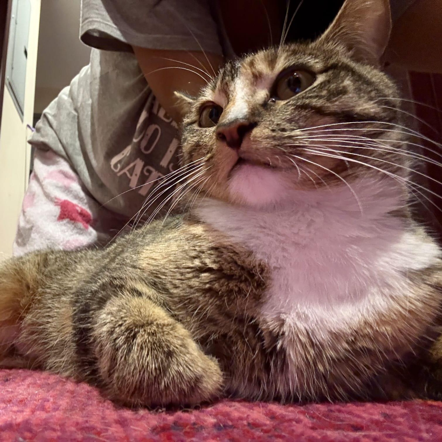 Olive, an adopted Domestic Short Hair in Astoria, NY image 3/5