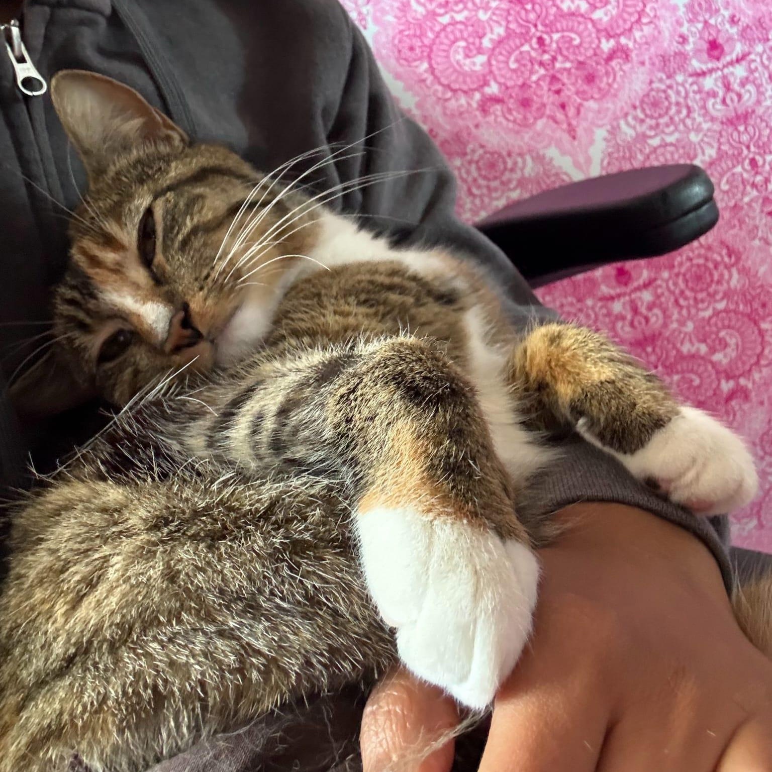 Olive, an adopted Domestic Short Hair in Astoria, NY image 2/5