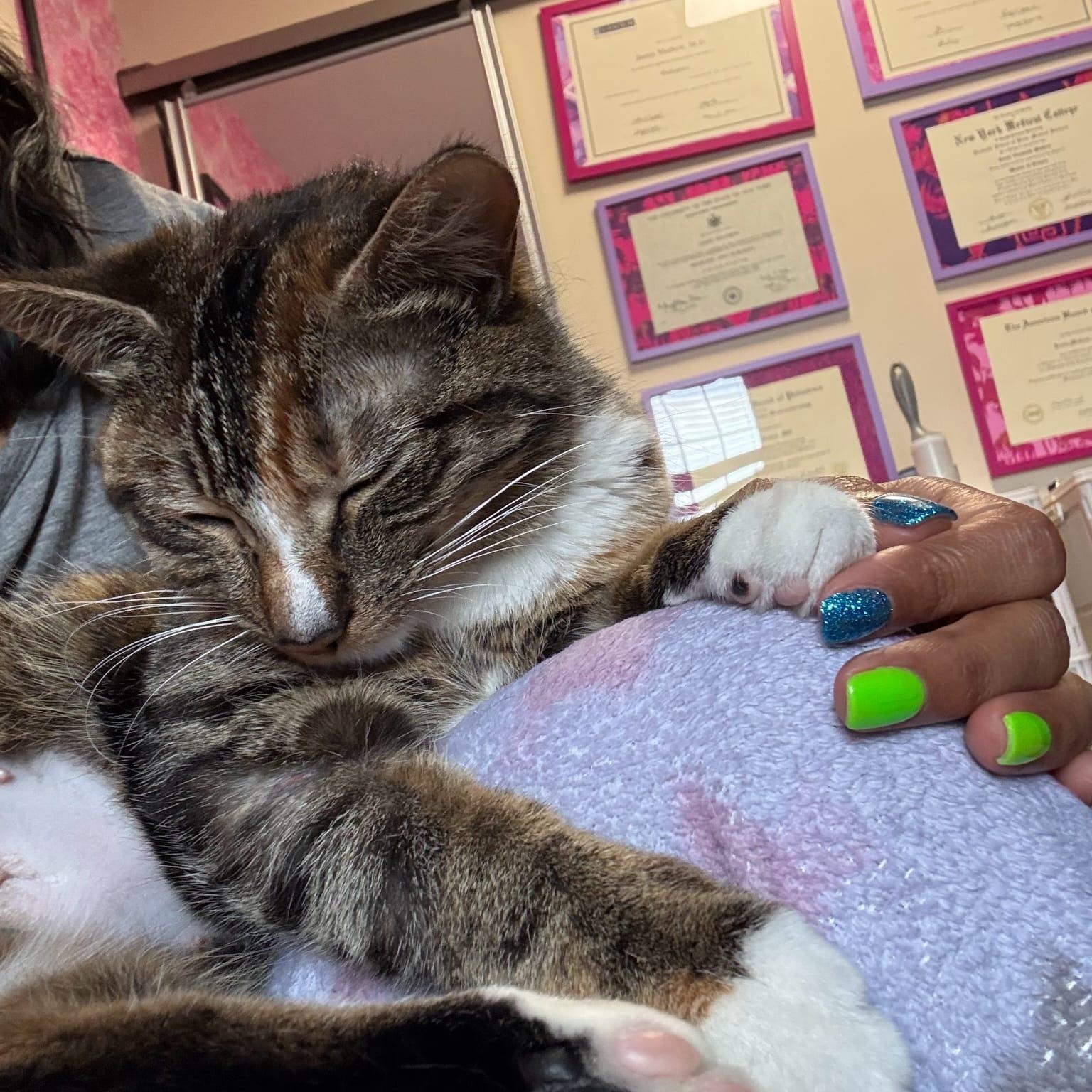 Olive, an adopted Domestic Short Hair in Astoria, NY image 4/5