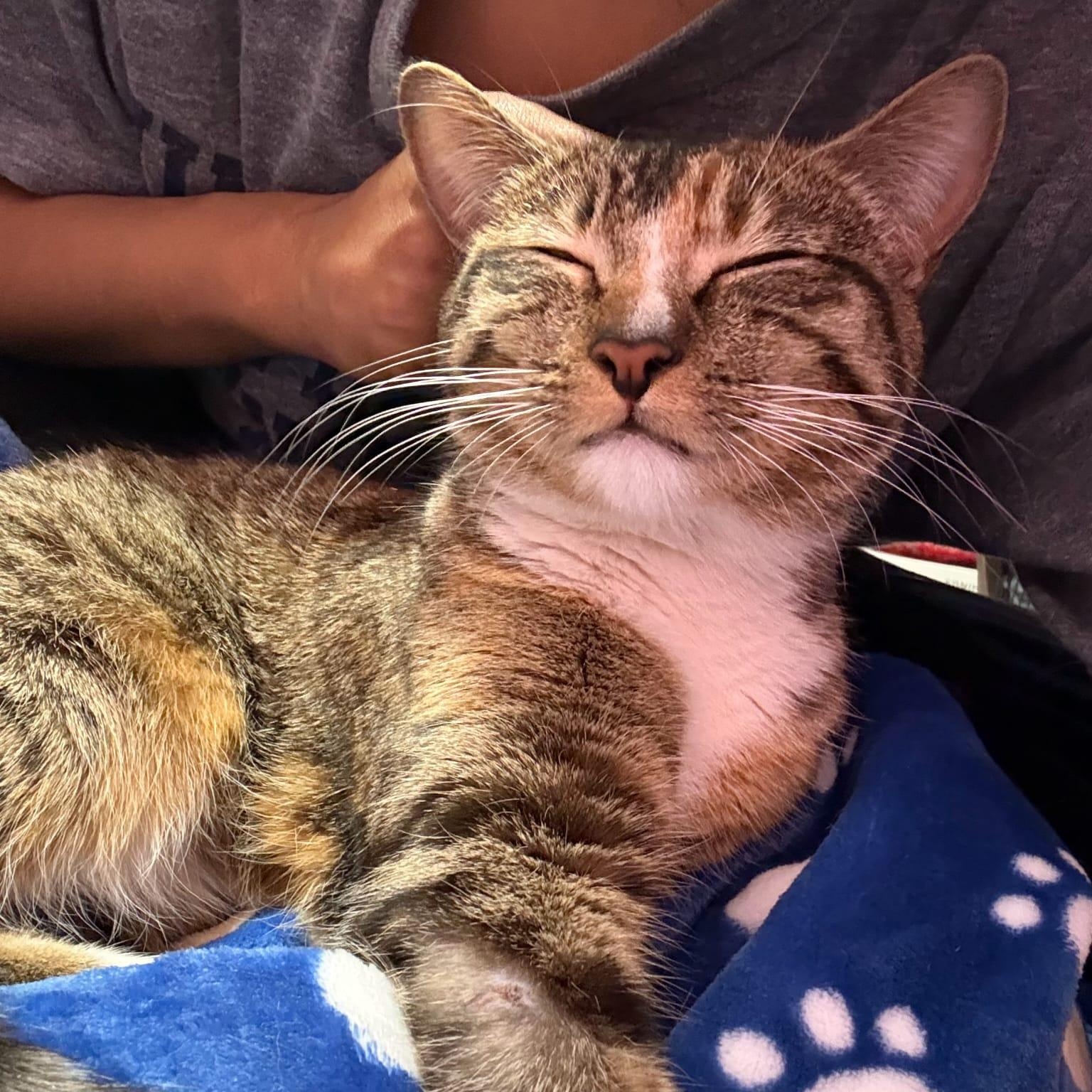 Olive, an adopted Domestic Short Hair in Astoria, NY image 1/5
