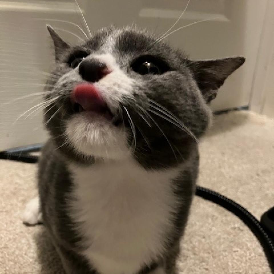 Kevin, Adoptable, Adult Male Domestic Short Hair.