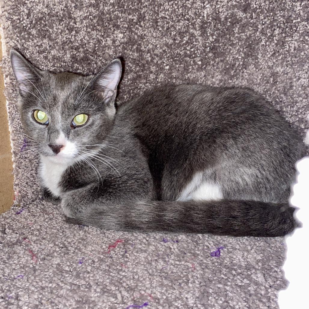 Enlarge Kevin, a Adoptable Domestic Short Hair in Atlanta, GA image 2/6