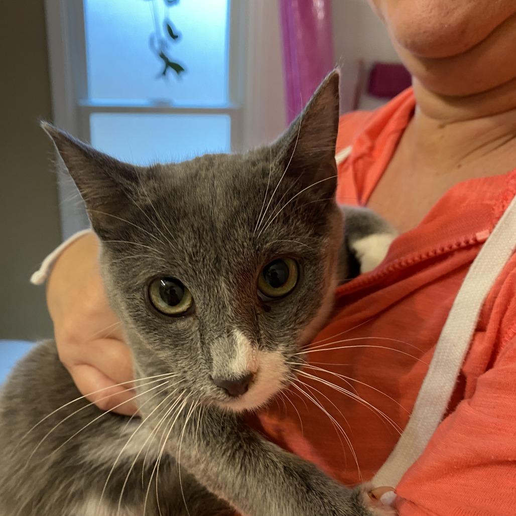 Enlarge Kevin, a Adoptable Domestic Short Hair in Atlanta, GA image 3/6